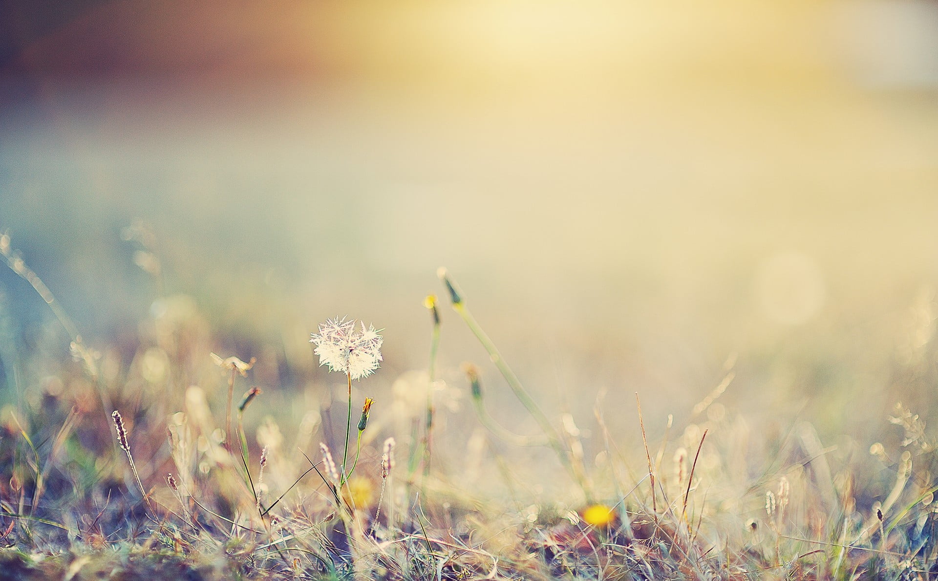 grass, close-up, wildflower, vulnerability, flowering plant, focus on foreground, flower, no people, dandelion, freshness, growth, field, blade of grass, HD Wallpaper