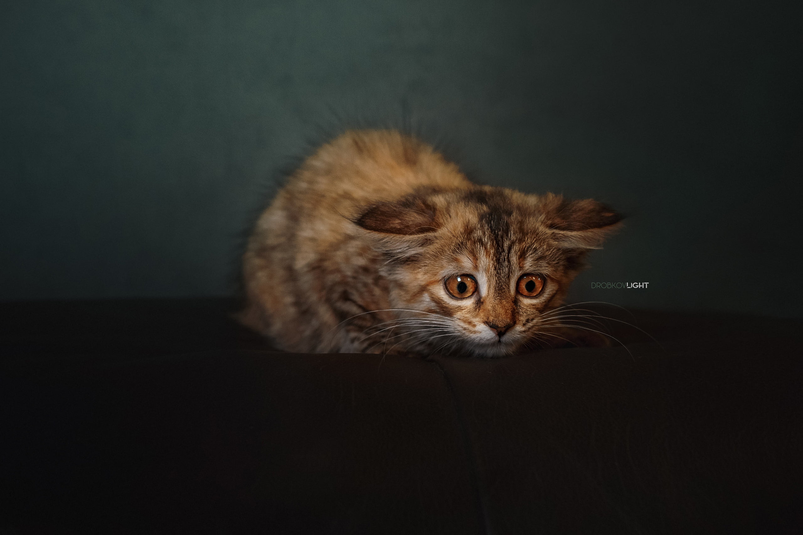 Alexander Drobkov, kittens, animals, 2K, cats, HD Wallpaper