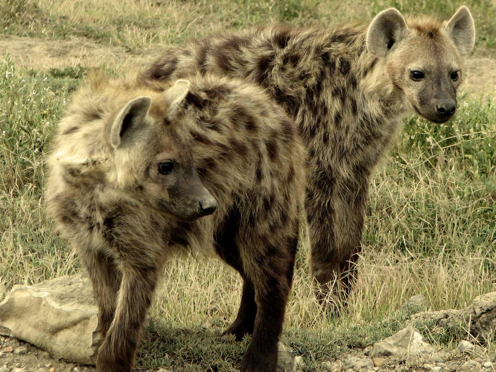 animals, 720P, hyenas, HD Wallpaper