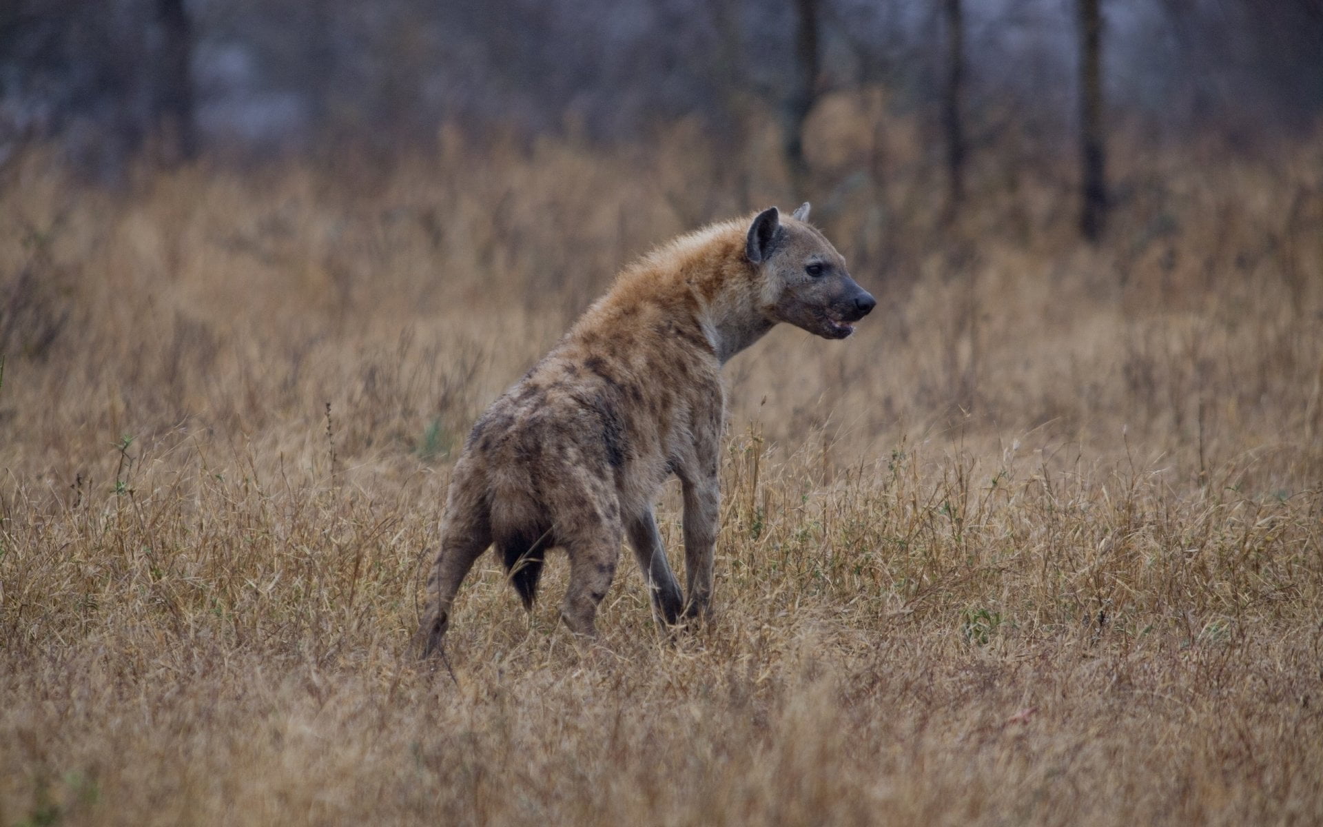 animals in the wild, animal, land, nature, survival, non-urban scene, hunting, mammal, day, animal themes, profile view, outdoors, Hyena, vertebrate, grass, HD Wallpaper