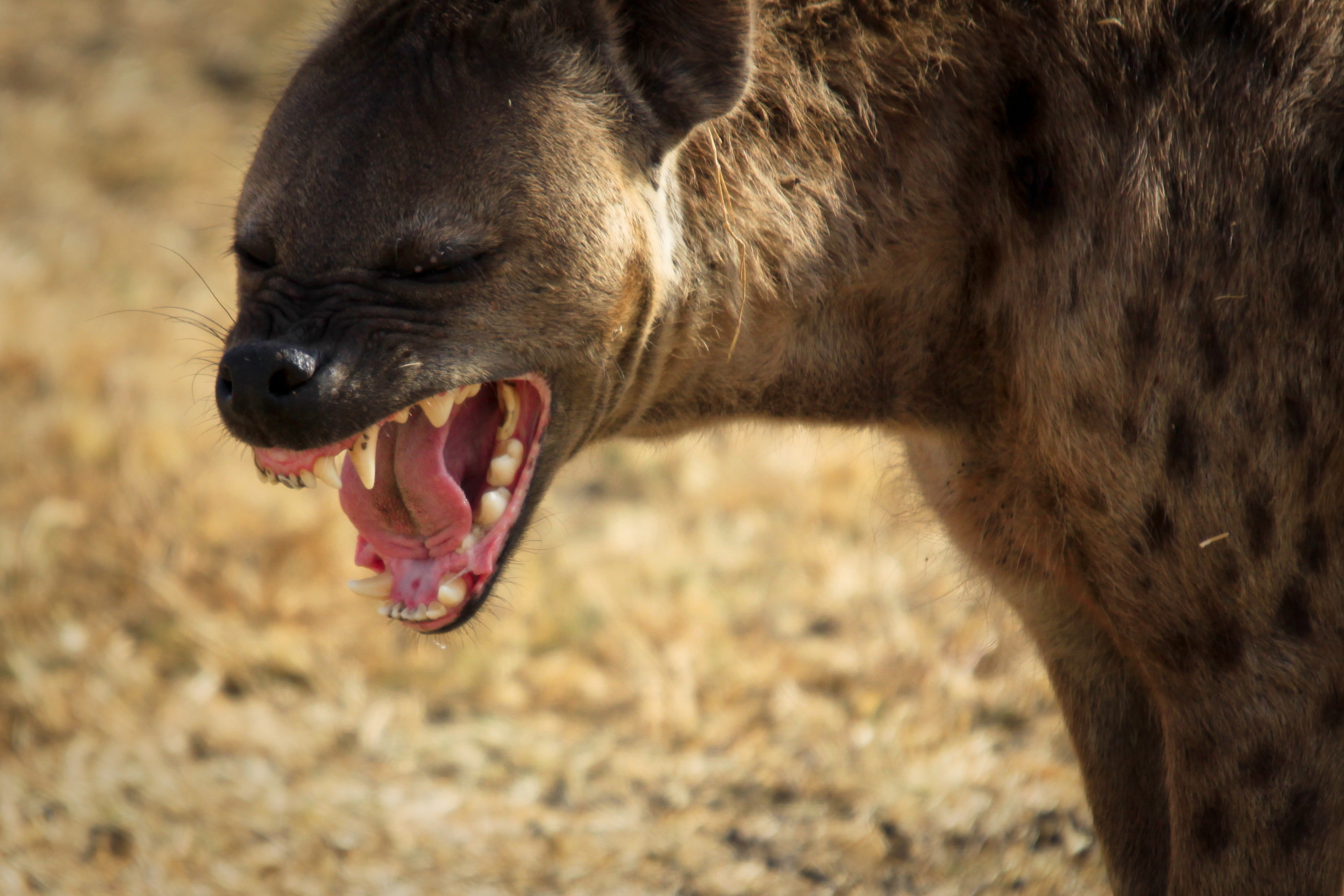 animals, 4K, Africa, Hyenas, HD Wallpaper