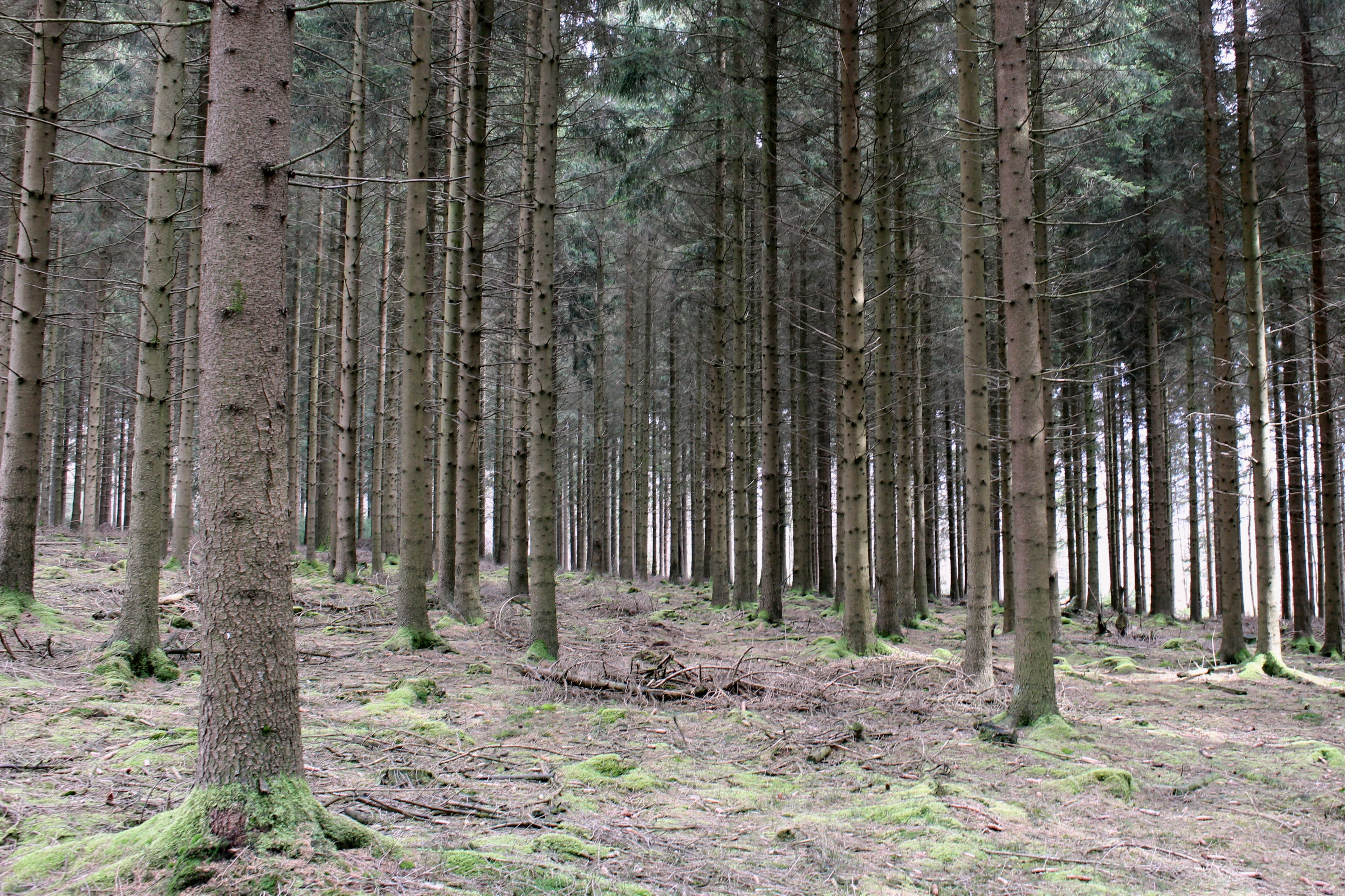 tree, day, remote, pine woodland, plant, woodland, no people, environment, tranquility, coniferous tree, nature, liege, beauty in nature, forest, stavelot, HD Wallpaper