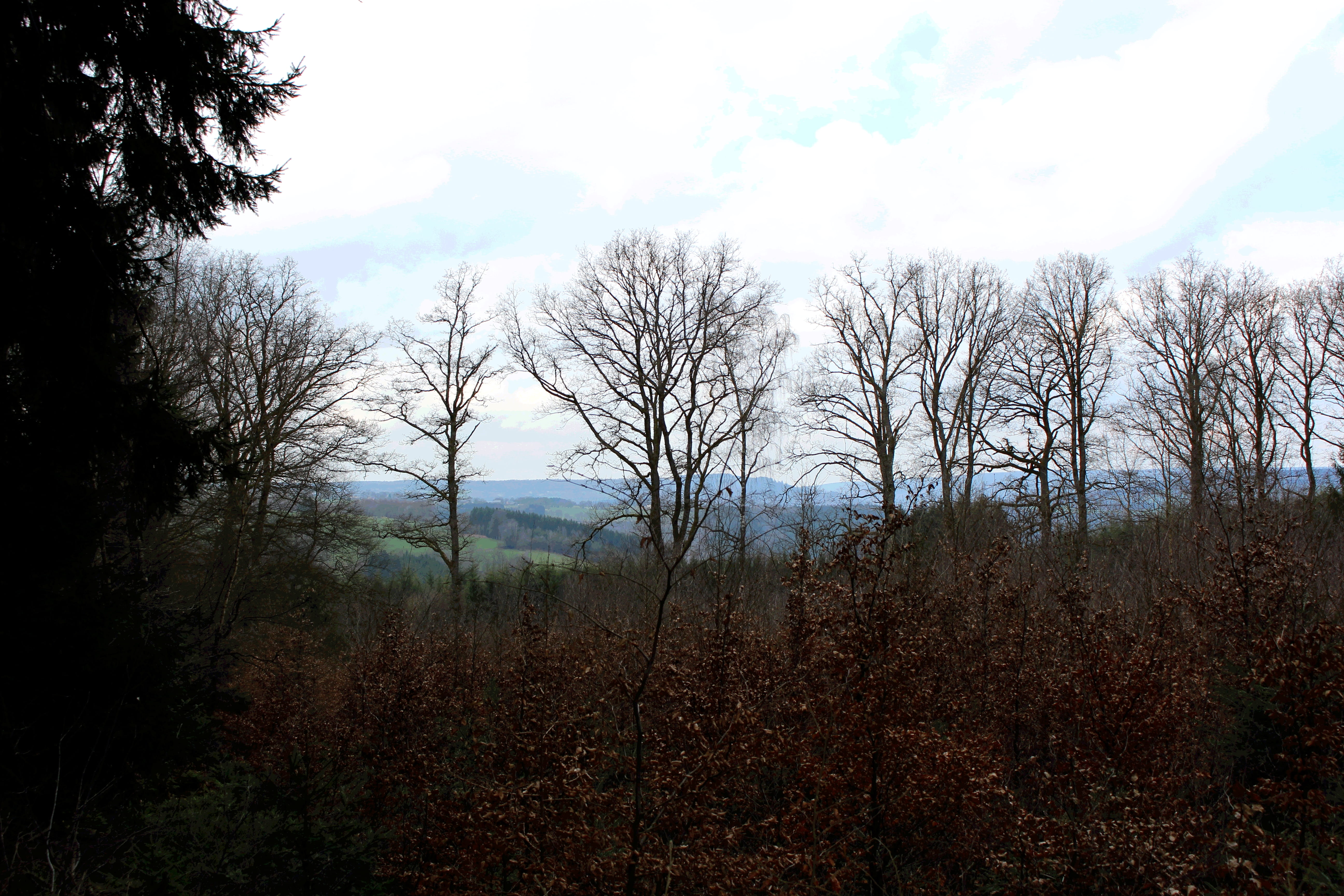 cloud - sky, plant, tree, nature, liège, forest, day, scenics - nature, tranquil scene, sky, beauty in nature, stavelot, land, field, liege, outdoors, trees, HD Wallpaper