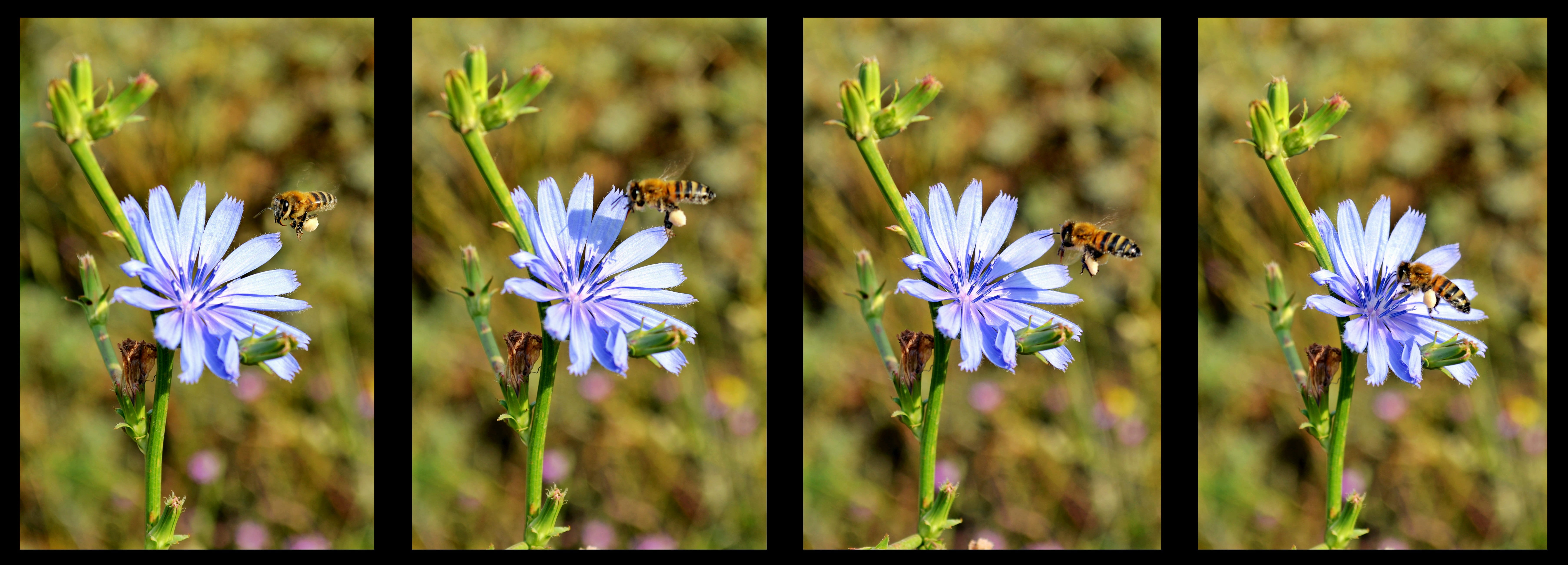 flowering plant, flower, landscape, the leaves are, turkey, nature, auto post production filter, vulnerability, fragility, blue, green, growth, beautiful, HD Wallpaper