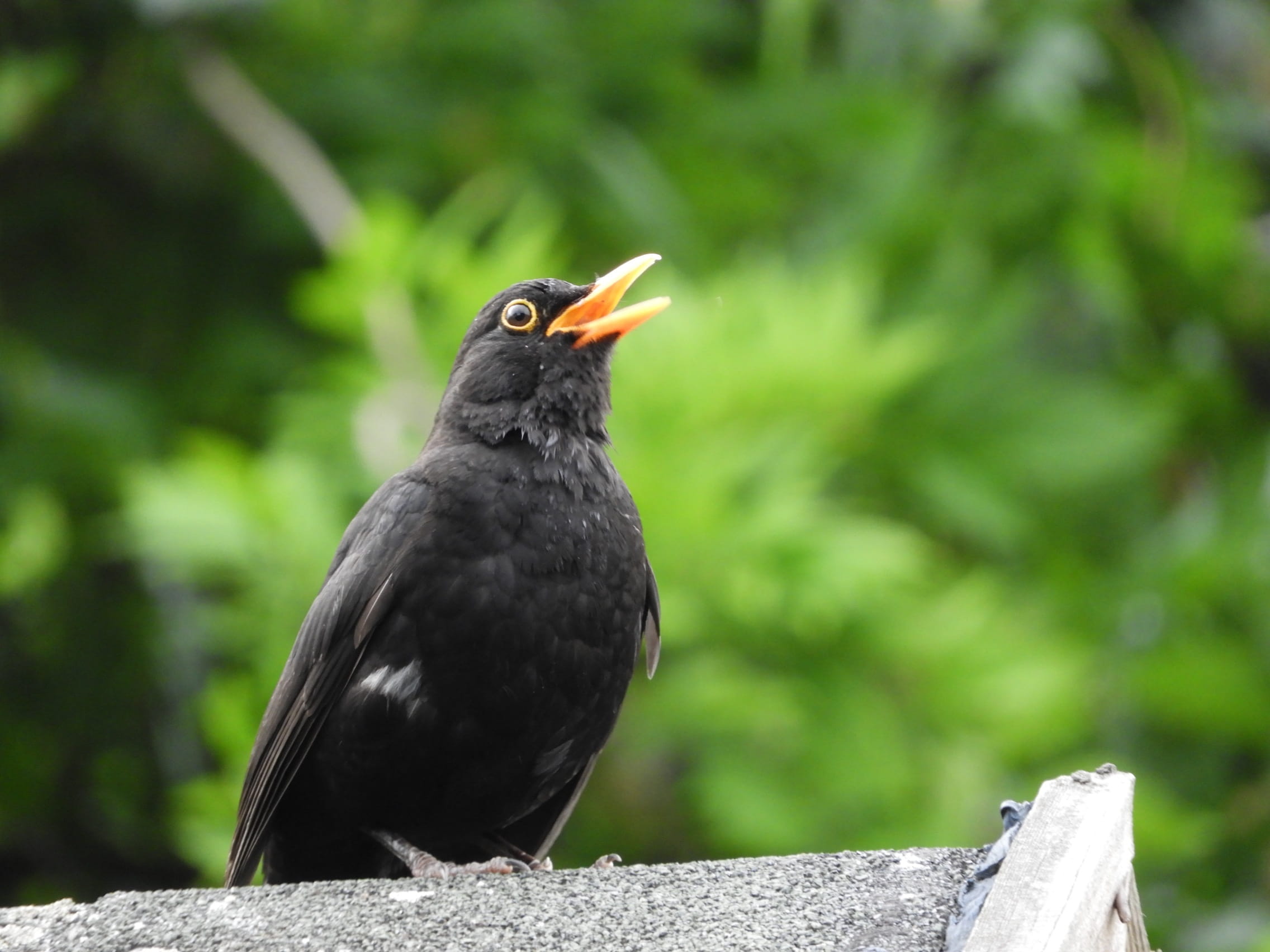 black color, animal kingdom, one animal, animal wildlife, nature, focus on foreground, day, outdoor, no people, animal, beak, no person, perching, vertebrate, HD Wallpaper