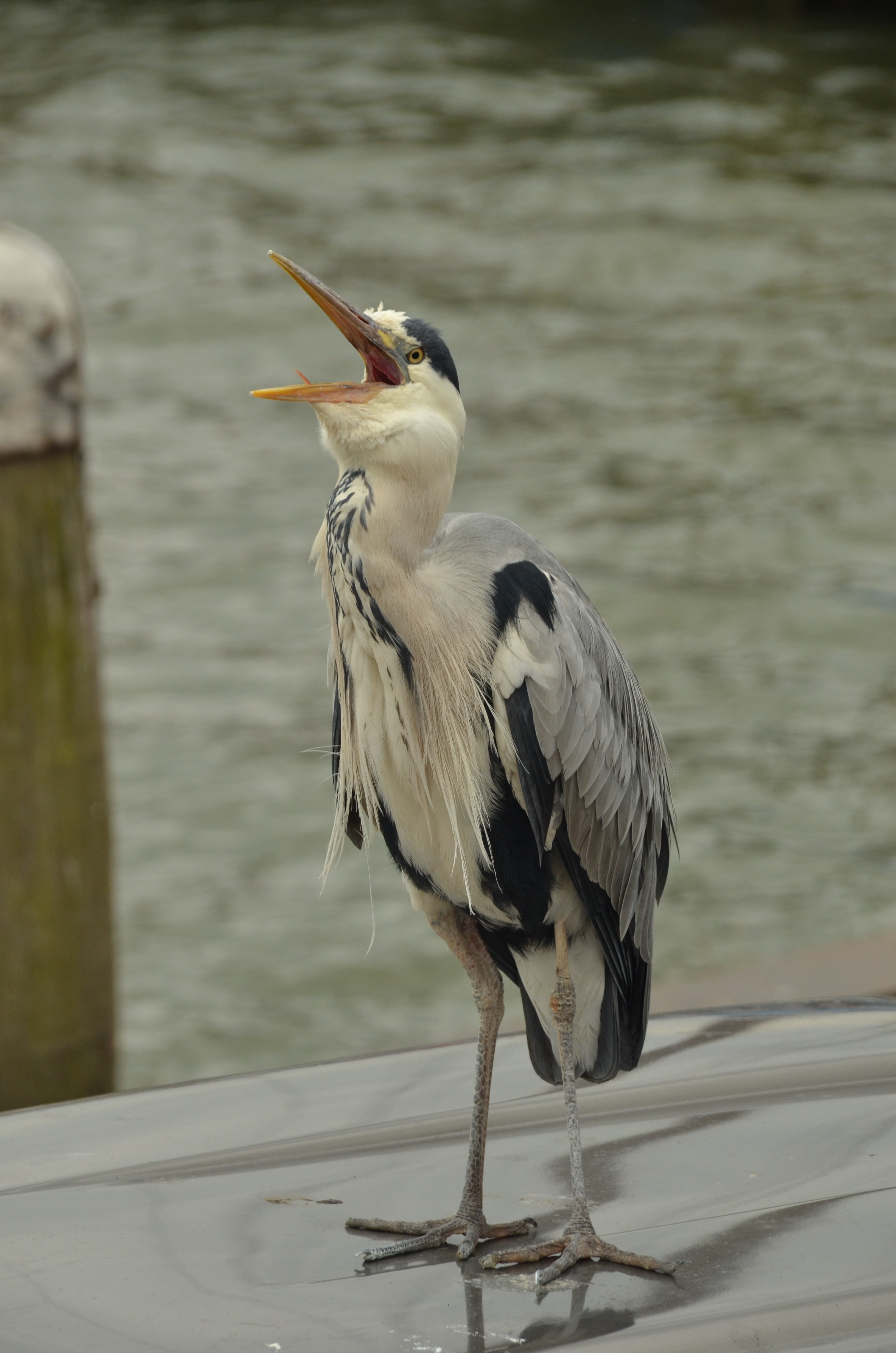 water bird, one animal, outdoors, nature, mouth open, heron, animals in the wild, full length, animal themes, water, feathers, lake, day, focus on foreground, Phone HD Wallpaper