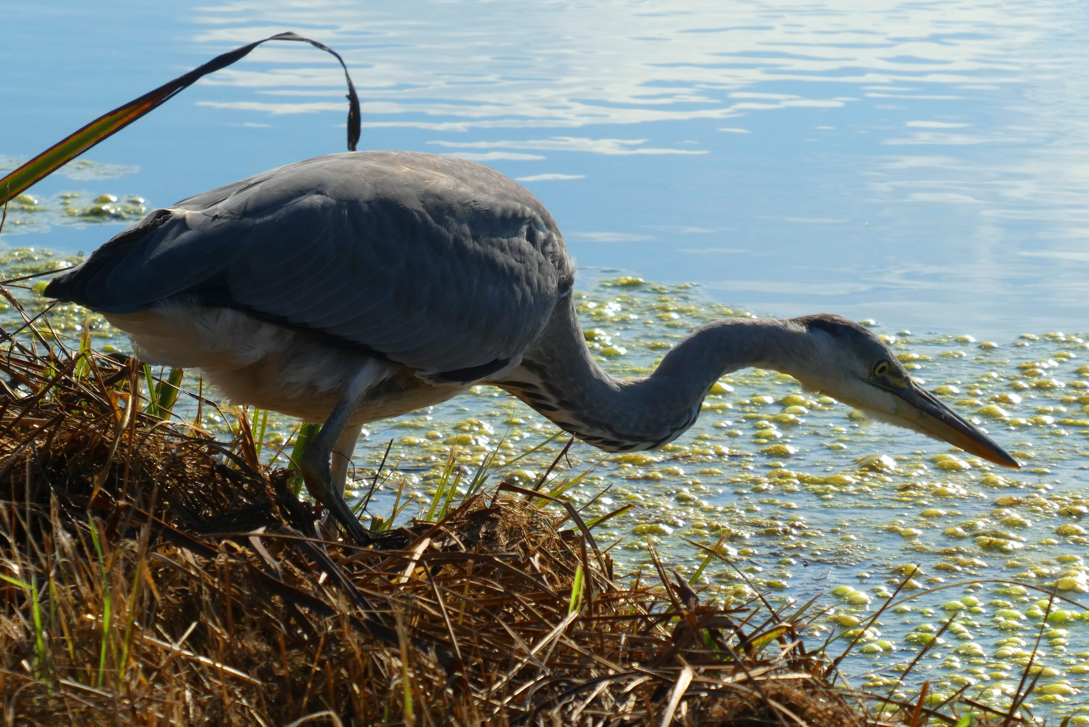 animal neck, no people, lakeshore, one animal, day, feathers, animal wildlife, animal themes, water bird, pry, heron, nature, plant, 2K, water, animal, HD Wallpaper