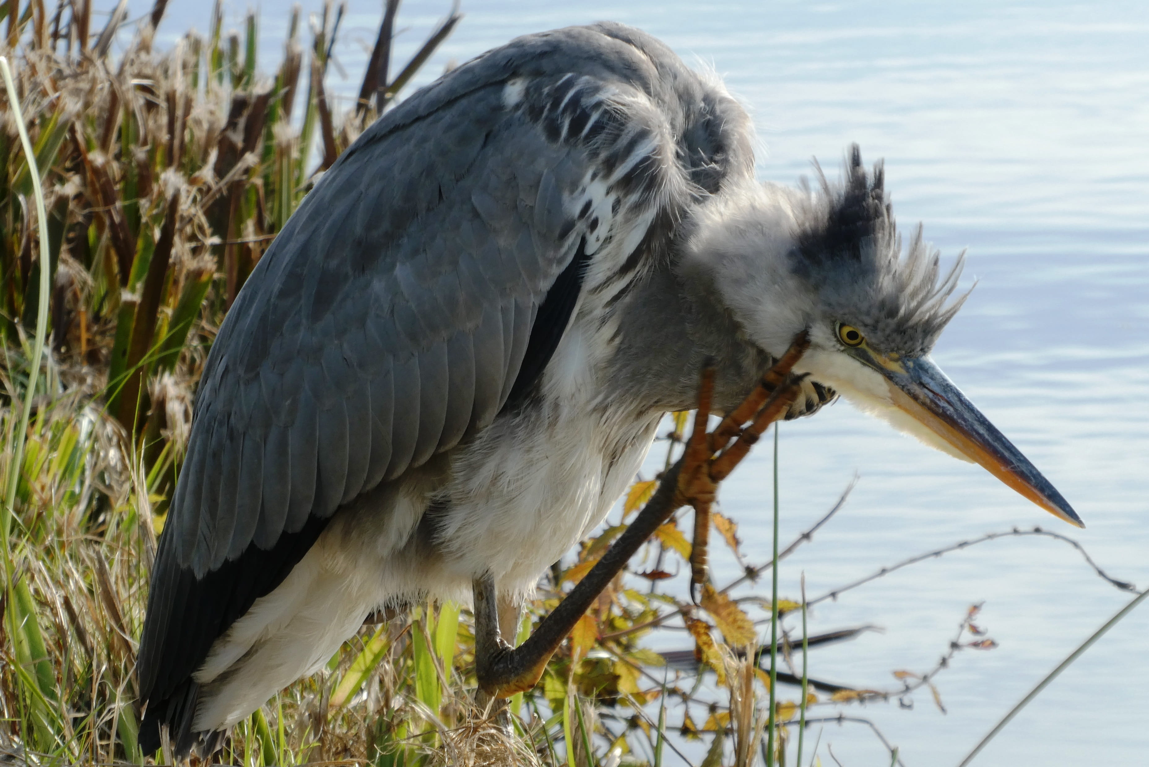 plumage, animal wildlife, focus on foreground, day, animal themes, animal, legs, heron, animals in the wild, beach, plant, nature, ditch, water, outdoors, HD Wallpaper