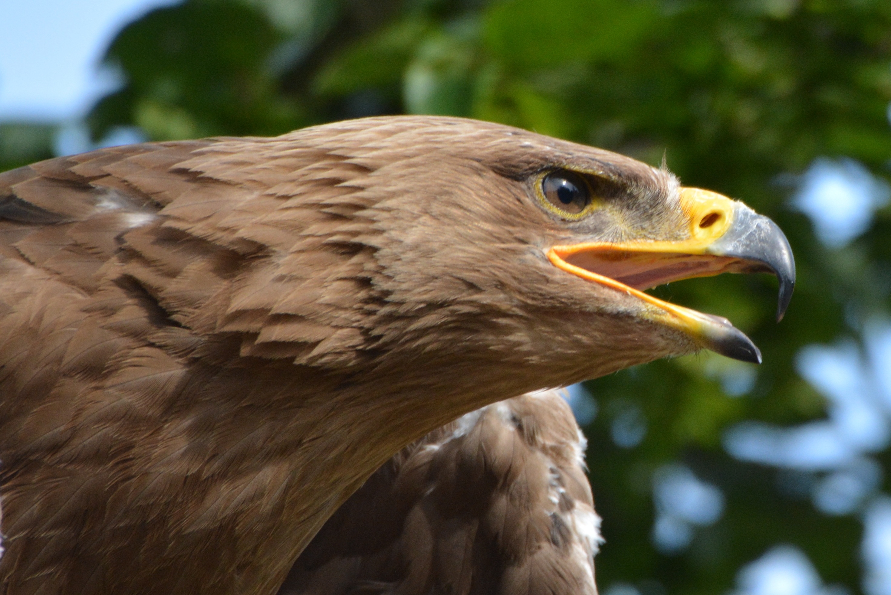 day, mouth open, 2K, animal, animals in the wild, one animal, bird of prey, animal themes, babu, animal wildlife, eagle, vertebrate, focus on foreground, HD Wallpaper
