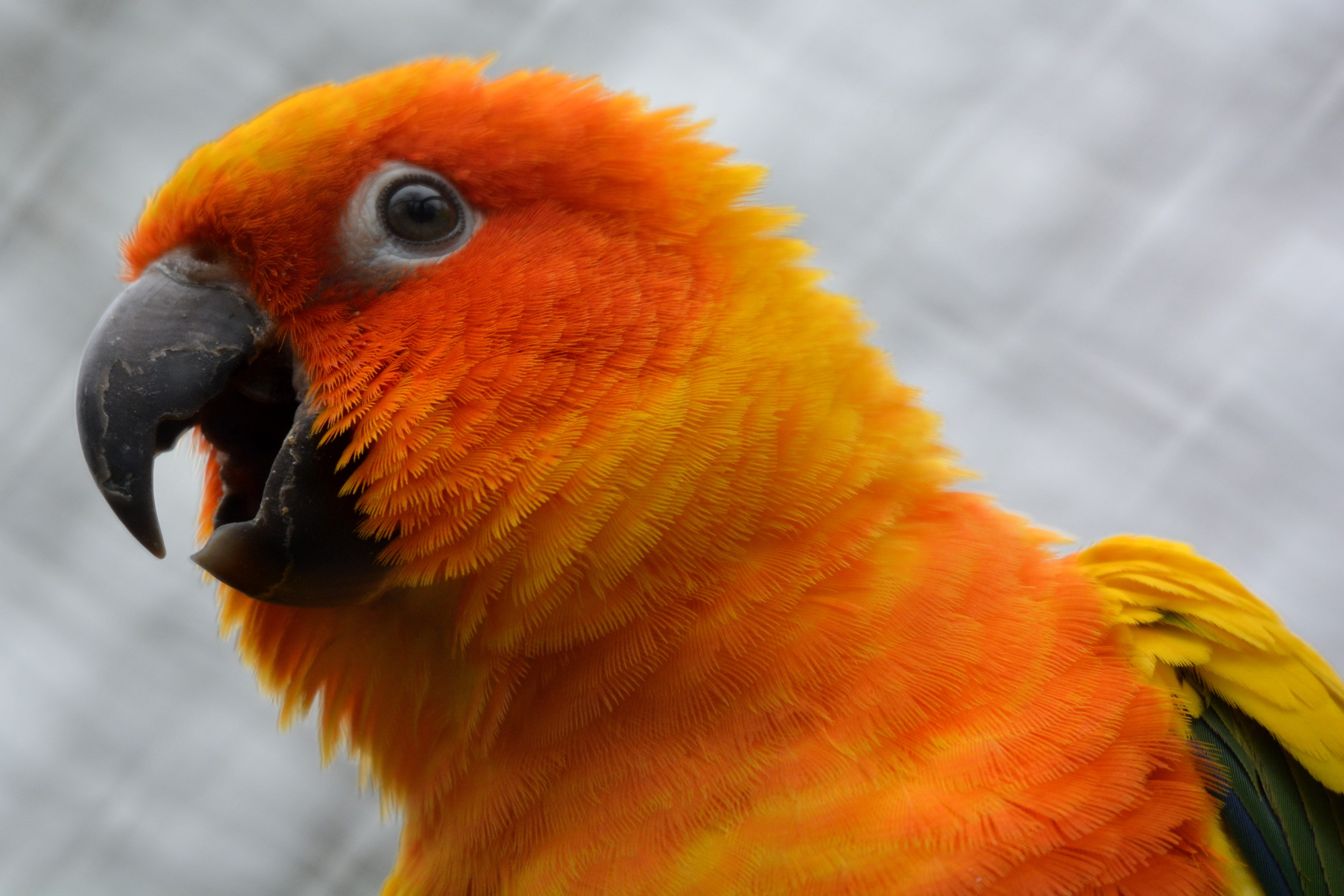 animal body part, yellow, close-up, animal, outdoors, beak, orange, babu, photo, focus on foreground, animal themes, vertebrate, nature, bird, portrait, HD Wallpaper