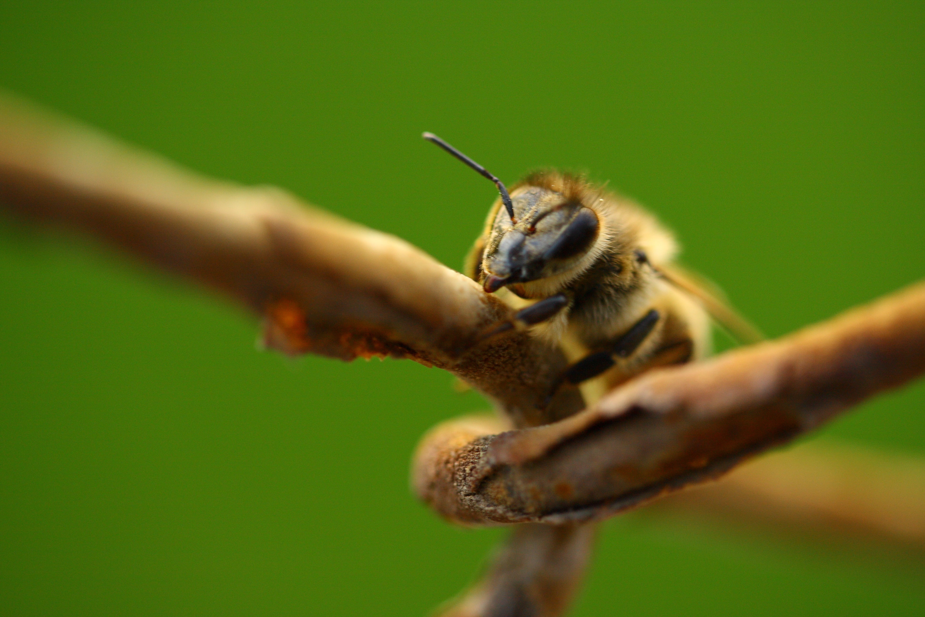 animal wildlife, bee, peace, forest, outdoors, branch, nature, yellow, beautiful, pollination, human hand, focus on foreground, wild, insect, animal themes, HD Wallpaper