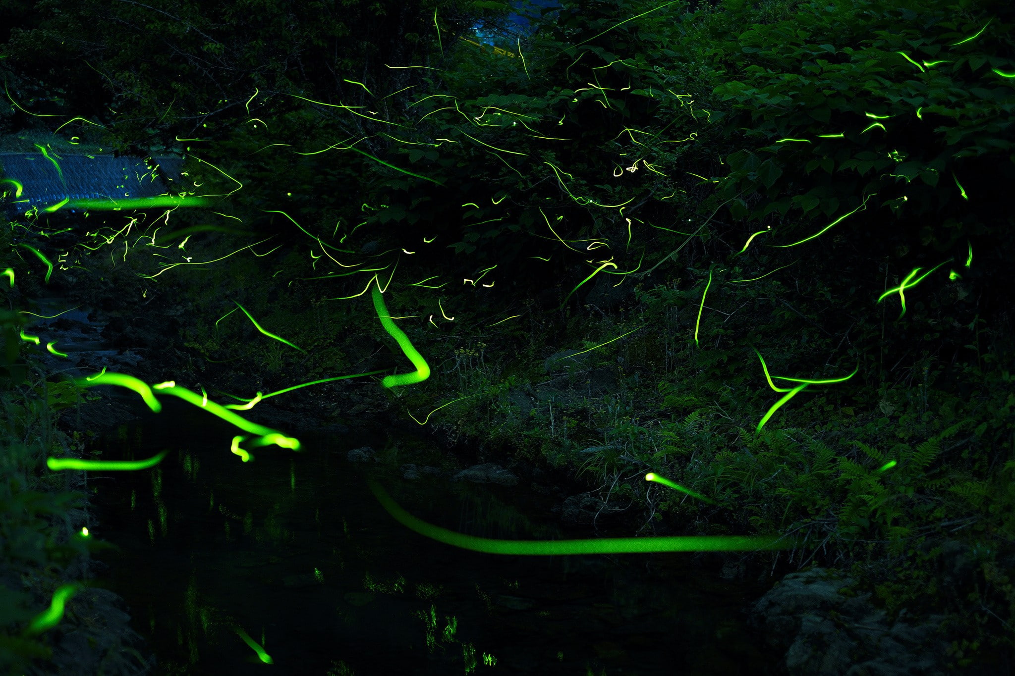 nature, photography, forest, 2048x1365, 1080P, fireflies, HD Wallpaper