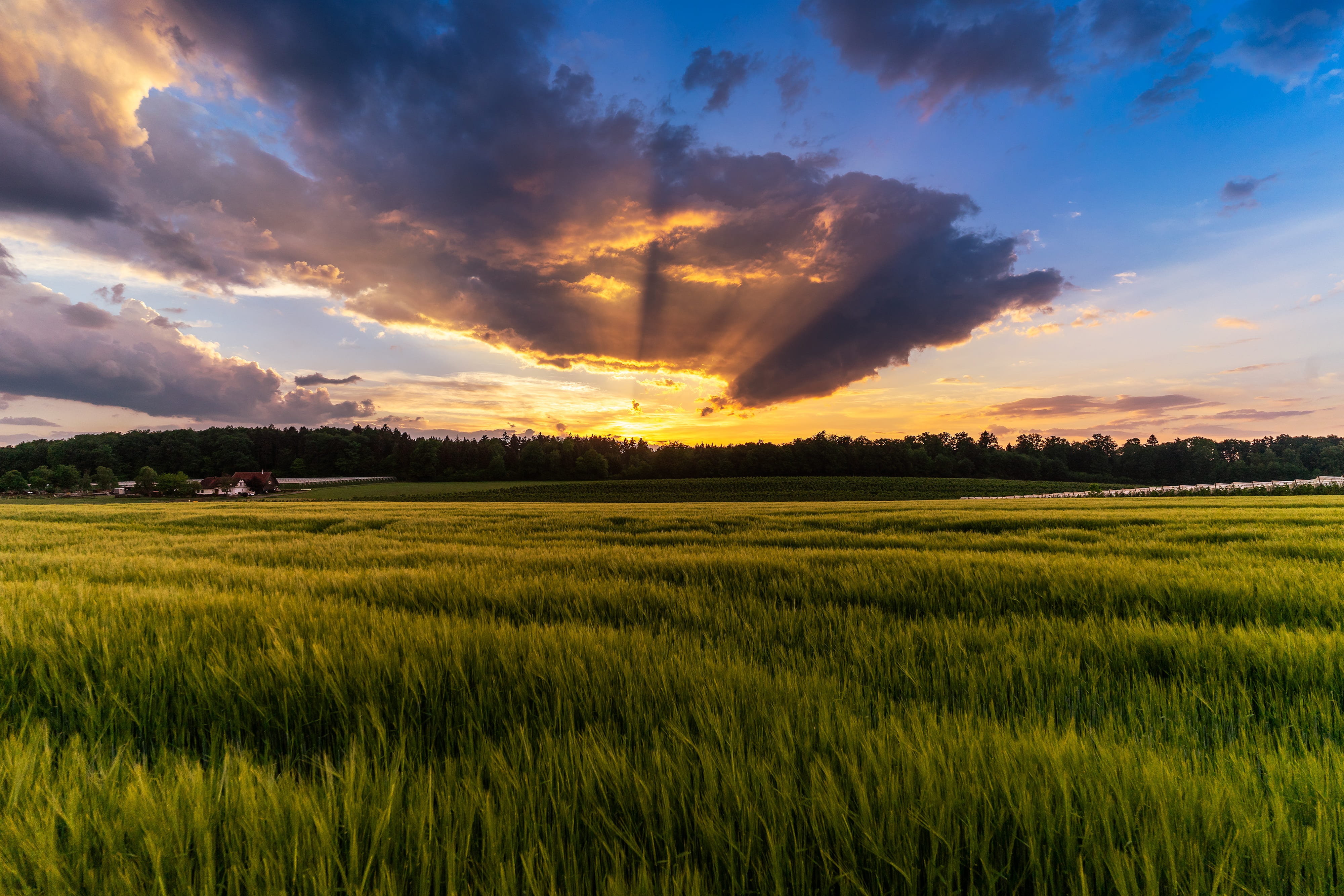 evening sky, cloud formations, cloud - sky, evening hour, cereals, romantic, dramatic clouds, photo, land, crop, farm, sunset, sunrise, romance, beauty in nature, HD Wallpaper