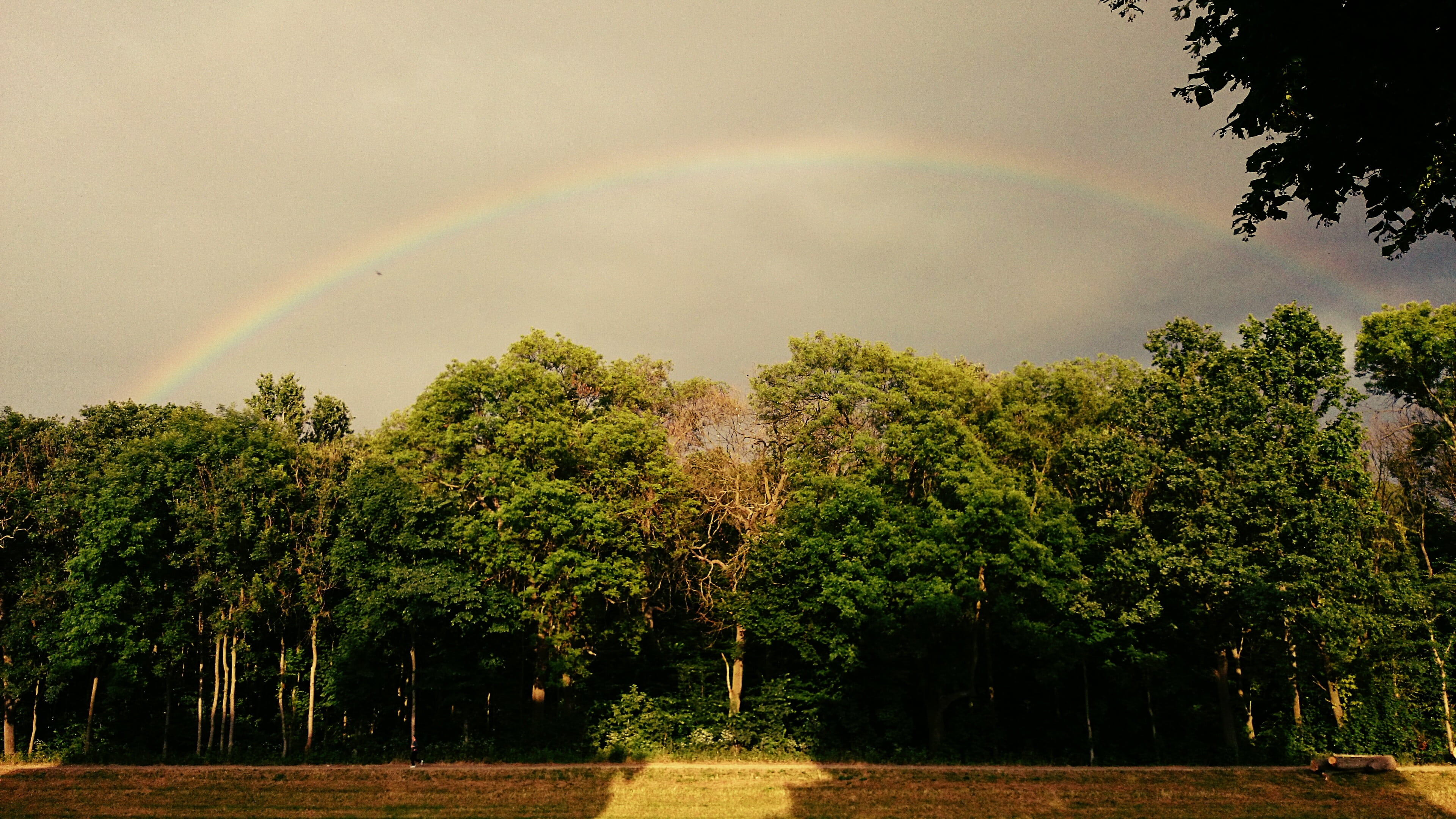 beauty in nature, tranquility, plant, idyllic, storm, mood, multi colored, weather, day, leipzig, sky, saxony, nature sky, rain, scenics - nature, gewitterstimmung, HD Wallpaper