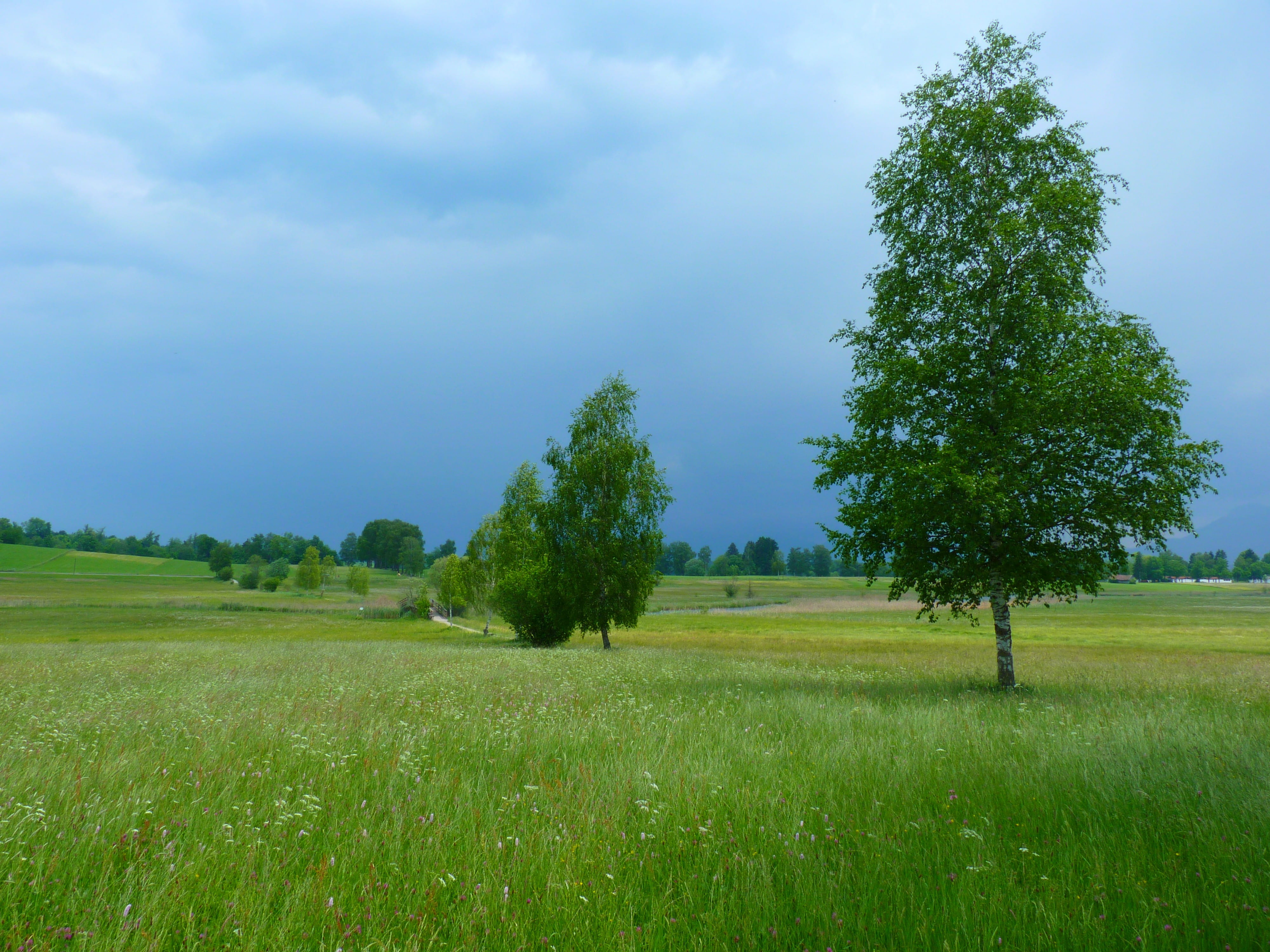 tranquil scene, beauty in nature, scenics - nature, plant, land, Landscape, grass, gewitterstimmung, tree, outdoors, sky, cloud - sky, field, growth, day, HD Wallpaper