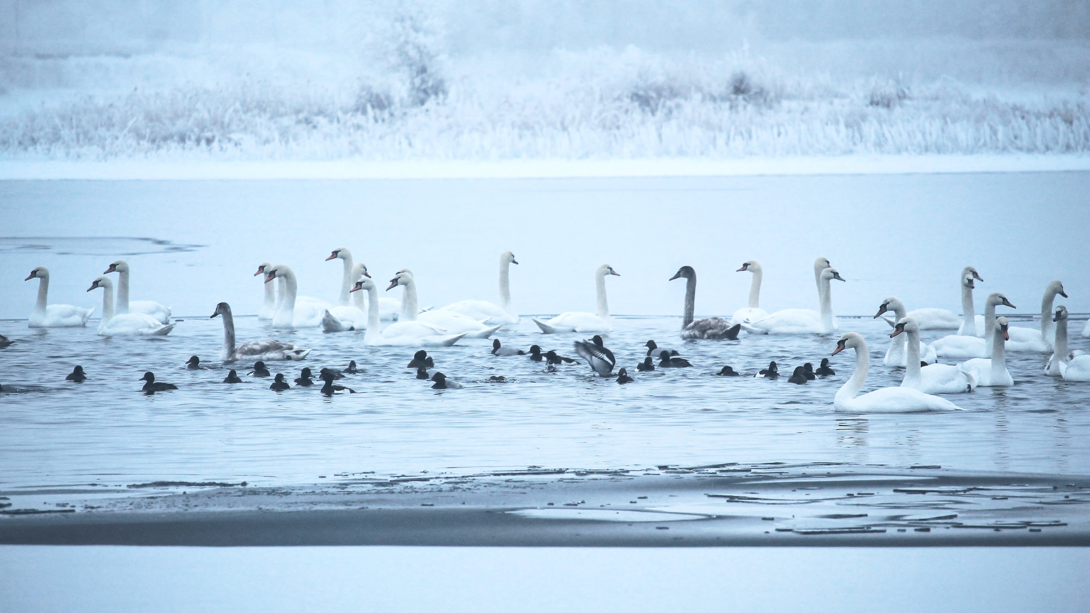 elbaue, vertebrate, group of animals, cold, flock of birds, winter, prettin, animal, day, body, hazy, animal wildlife, white, no people, bird, snow, geese, HD Wallpaper