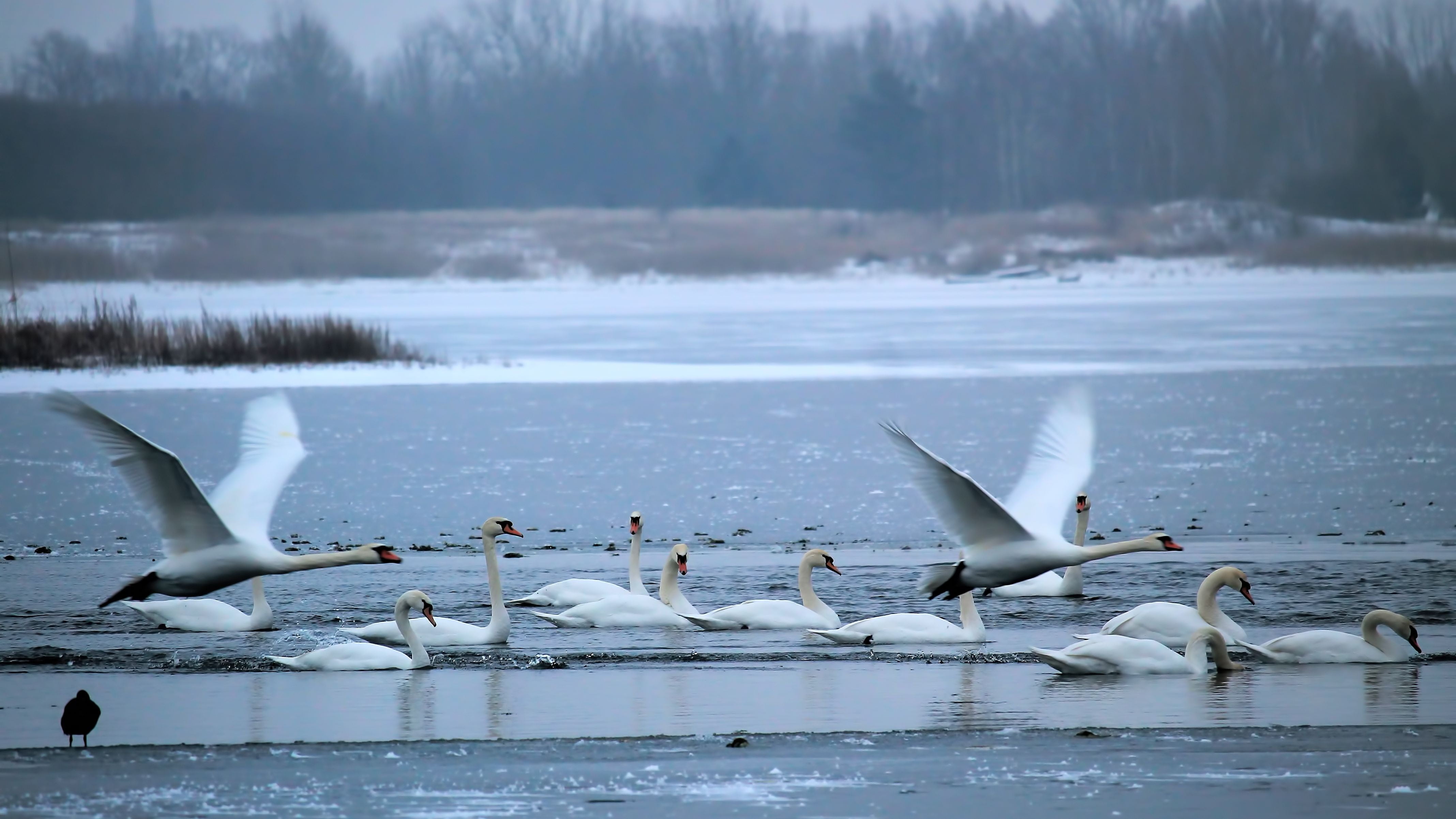 water, flying, animal wildlife, cold temperature, no people, bird, beauty in nature, white, lake, prettin, group of animals, animal, spread wings, nature, HD Wallpaper