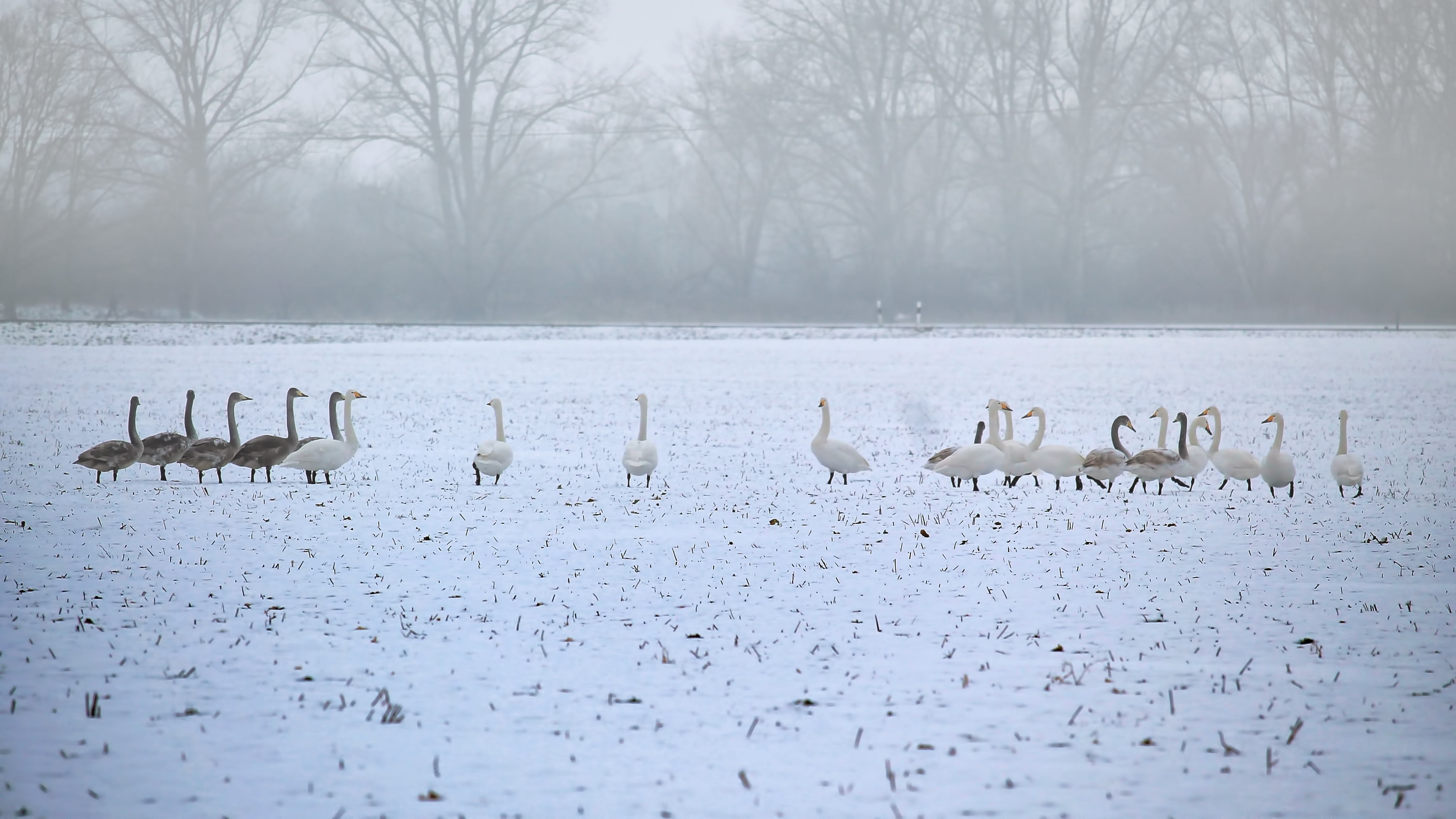 slurry, group Of Animals, wintry, snow, goose, water, white color, swans, snow Goose, icy, vertebrate, flock Of Birds, winter, animal themes, wildlife, HD Wallpaper