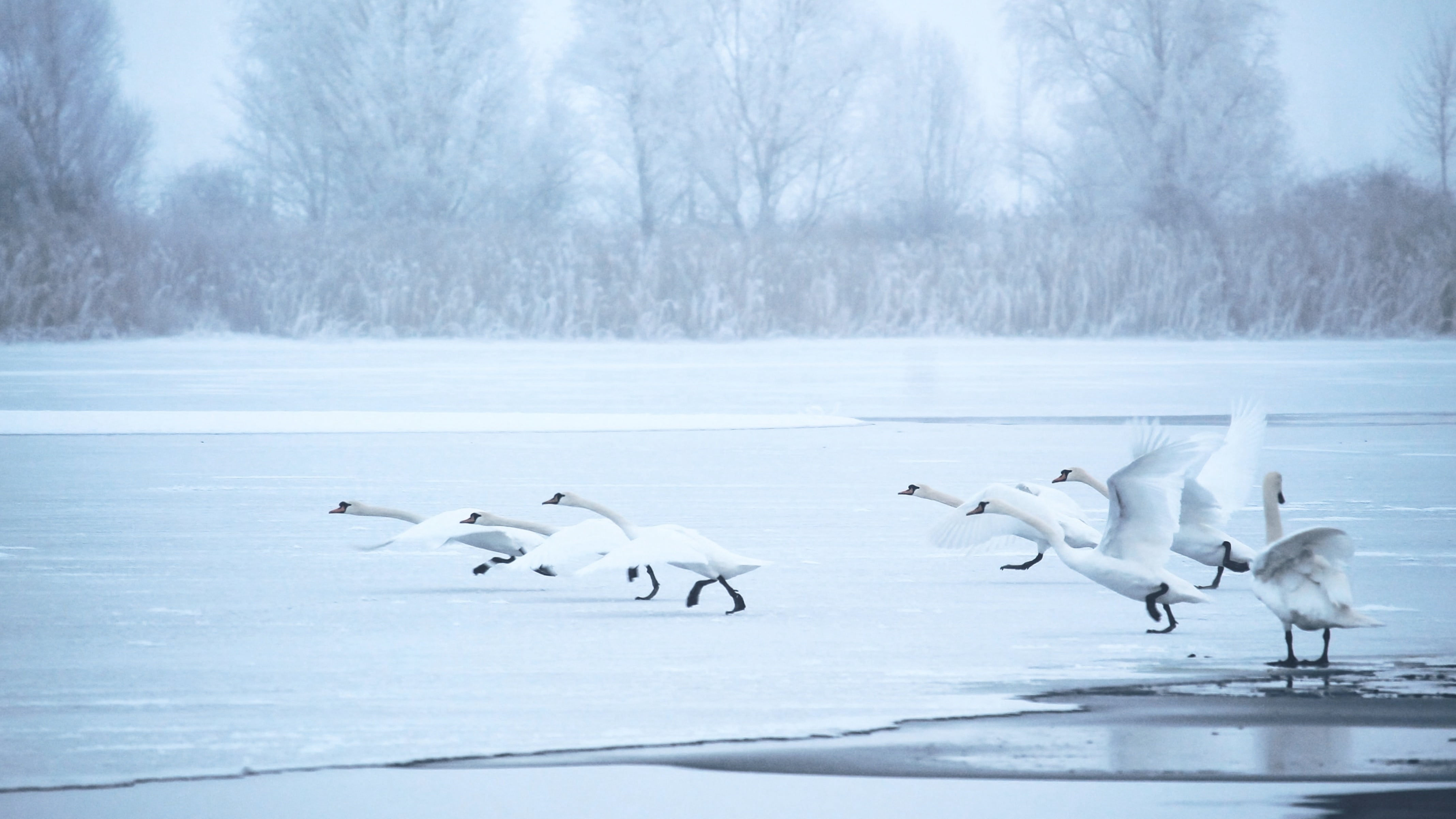 no people, flock of birds, vertebrate, near, twilight, elbaue, snow, bird, landscape, ice cold, outdoors, lake, slurry, day, trees, bare, ice, departure, HD Wallpaper
