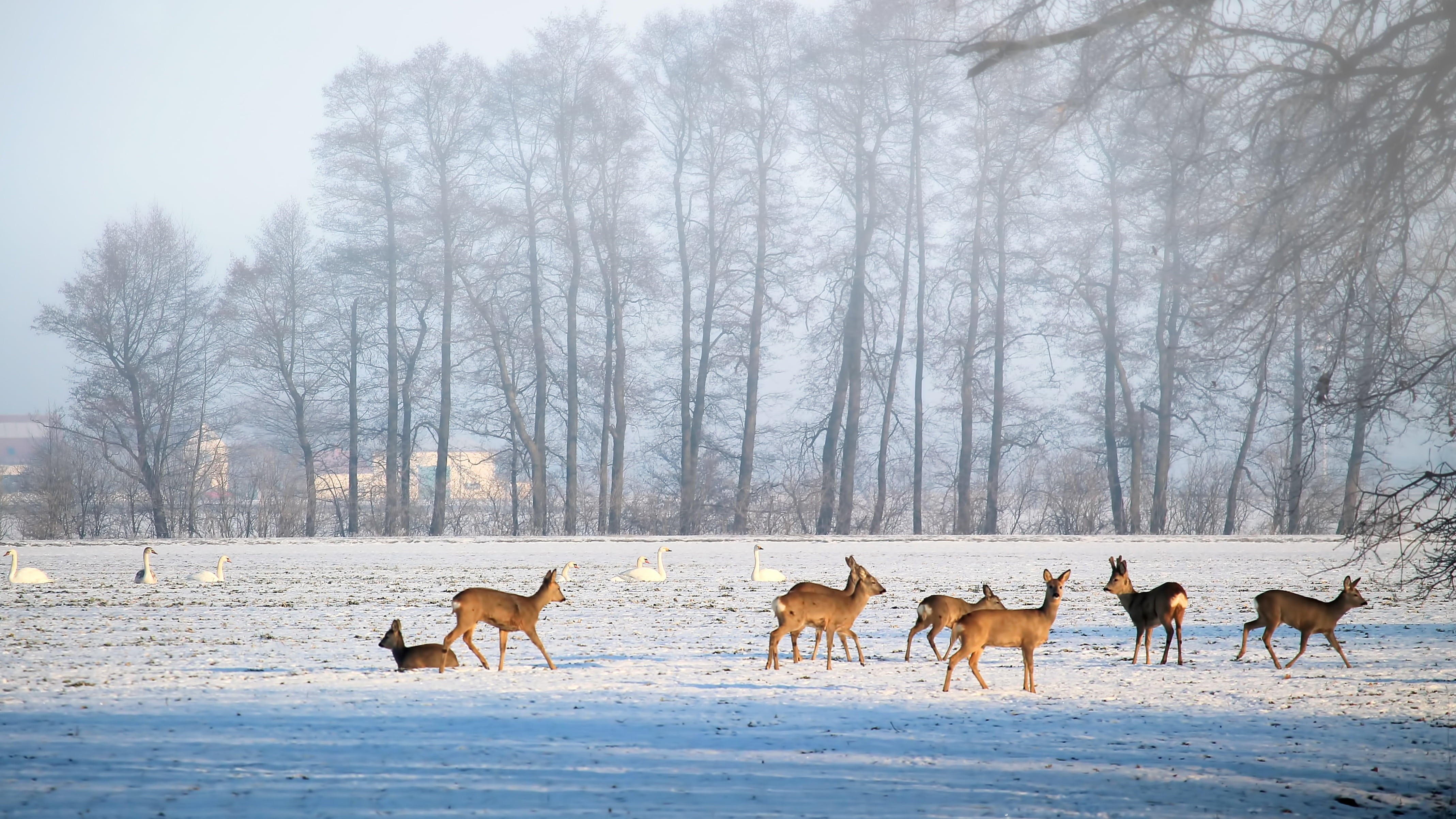 group of animals, winter, nature, cold, 4K, forest, slurry, deer, snow, cold temperature, herbivorous, environment, no people, fallow deer, herd, vertebrate, HD Wallpaper