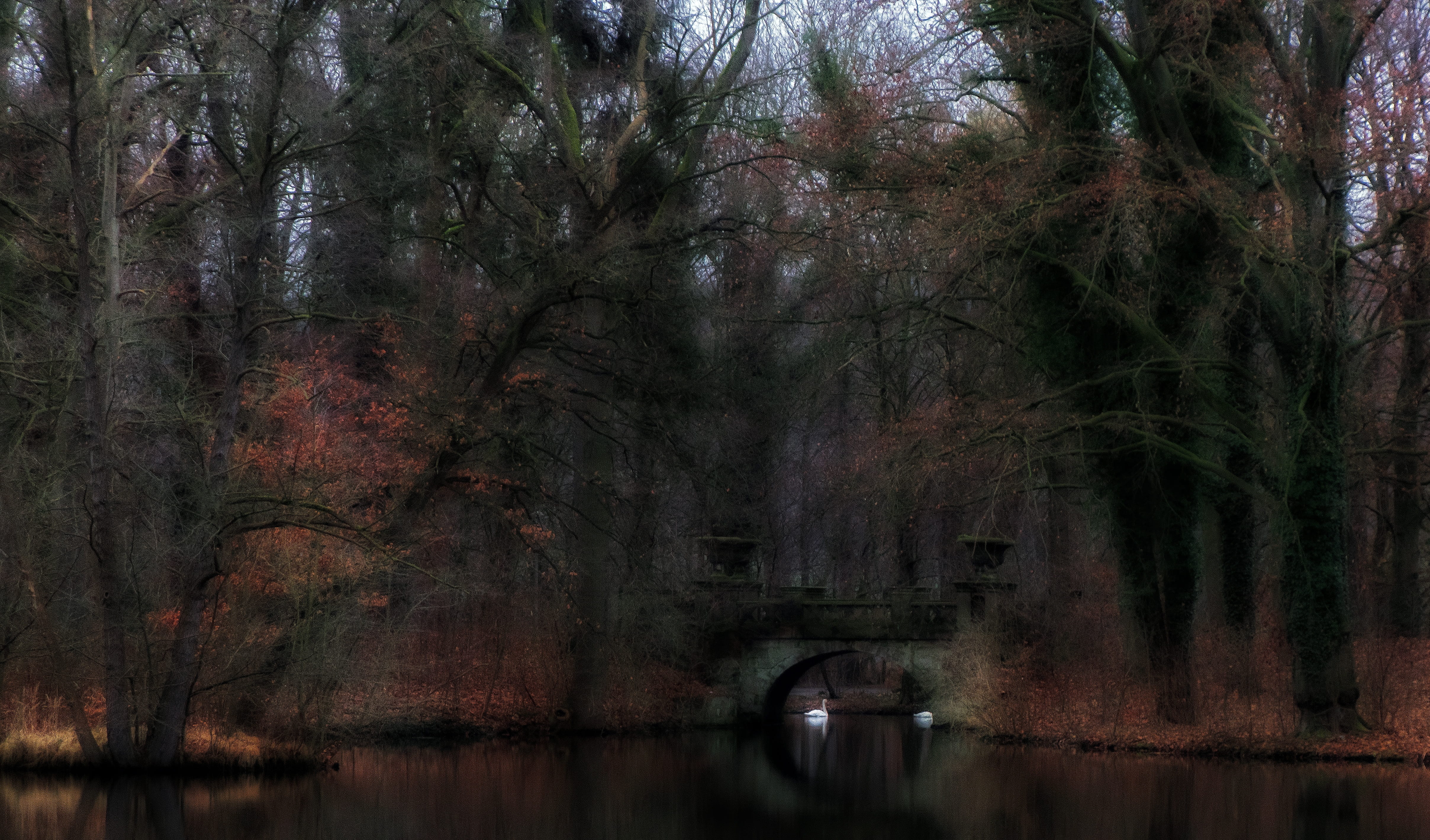 beauty in nature, land, plant, 4K, woodland, outdoors, growth, water, dark, slurry, lake, tranquil scene, tree, pond, nature, tranquility, change, swan, HD Wallpaper