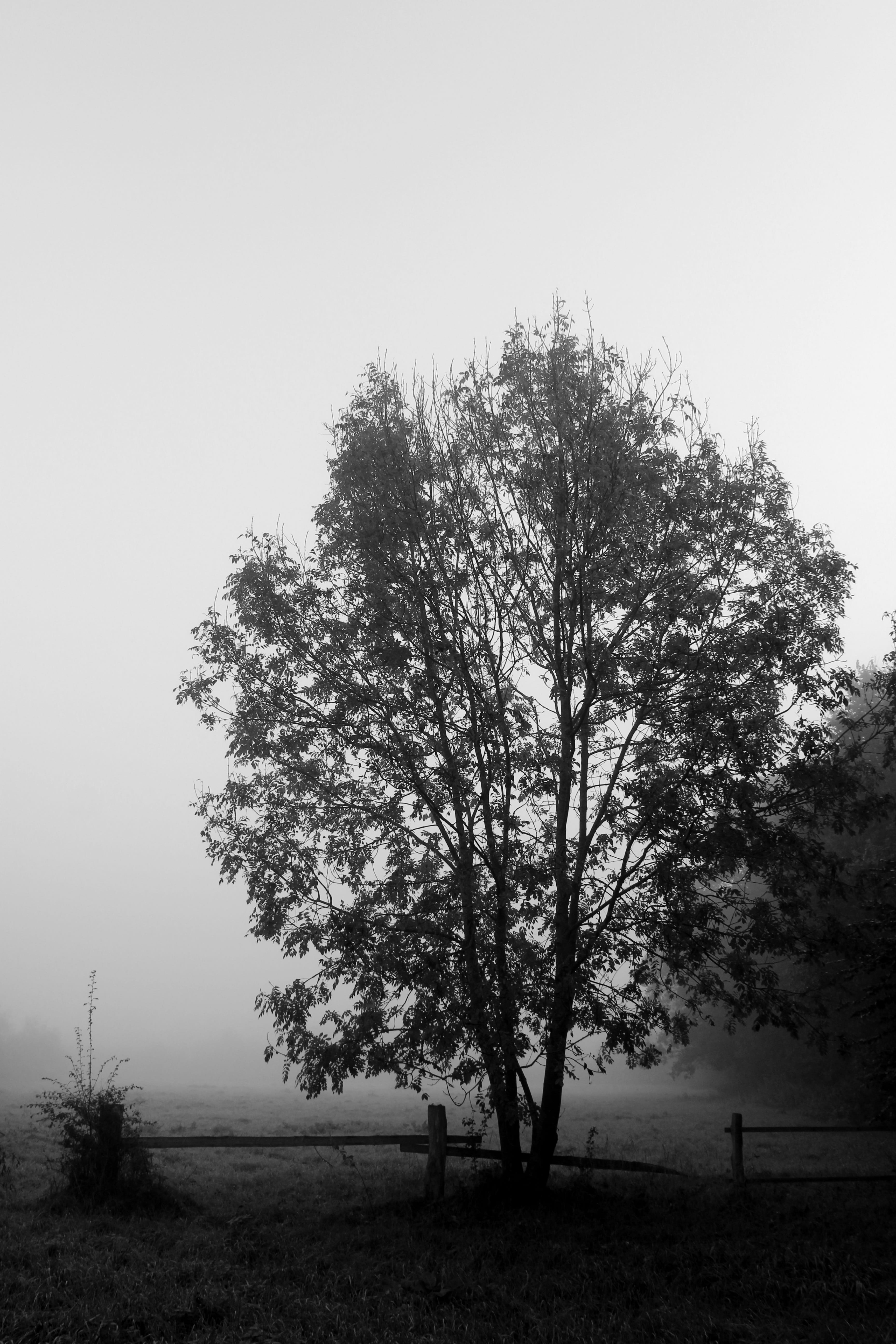 cold, outdoors, growth, no people, fog, non-urban scene, mood, mystical, tranquil scene, tranquility, 5K, nature, weather, beauty in nature, fence, land, Phone HD Wallpaper