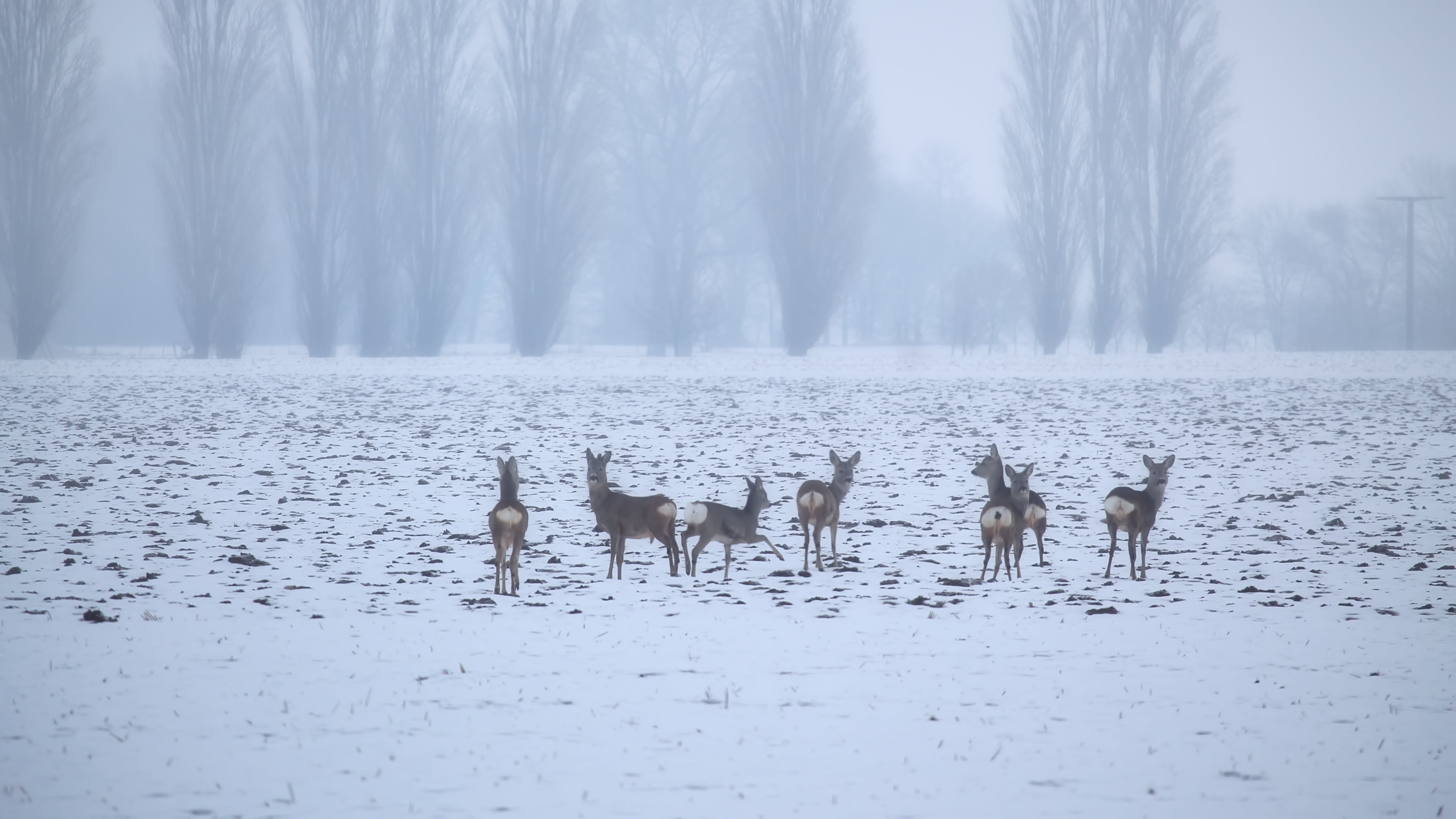 animals in the wild, nature, landscape, beauty in nature, deers, outdoors, animal themes, animal wildlife, grey, tranquility, tree, day, 4K, snow, winter, HD Wallpaper