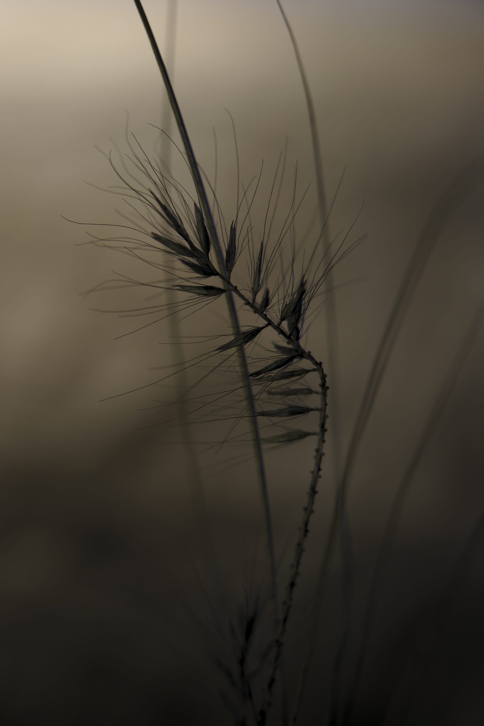dry, silhouette, stalk, selective focus, beauty in nature, fog, atmosphere, slurry, trueb, growth, no people, 2K, fragility, sky, focus on foreground, Phone HD Wallpaper