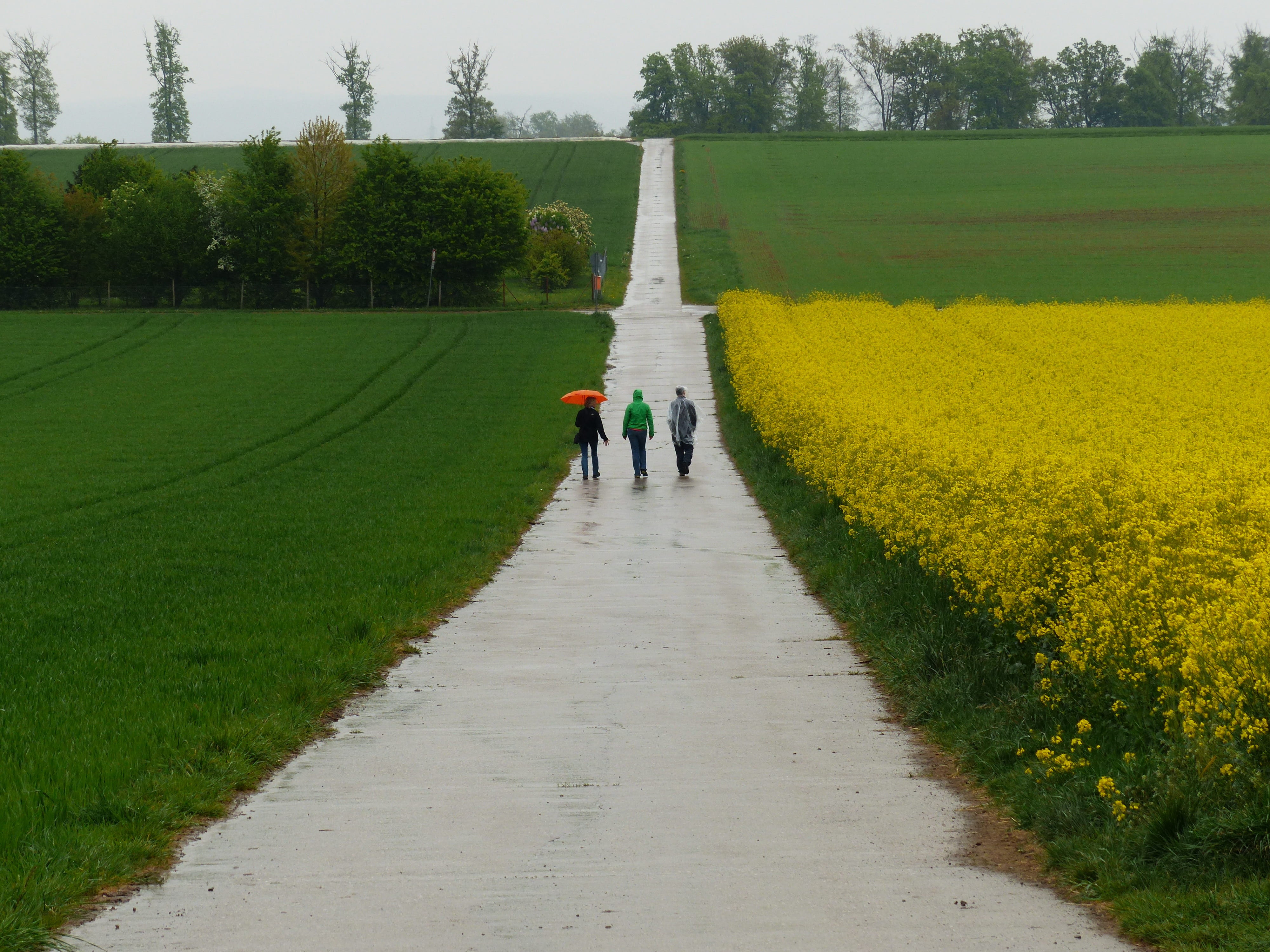 flower, adult, growth, road, leisure activity, people, rear view, hike, waling, Wet, women, Rainy, lifestyles, plant, walkers, more, agriculture, Slurry, HD Wallpaper