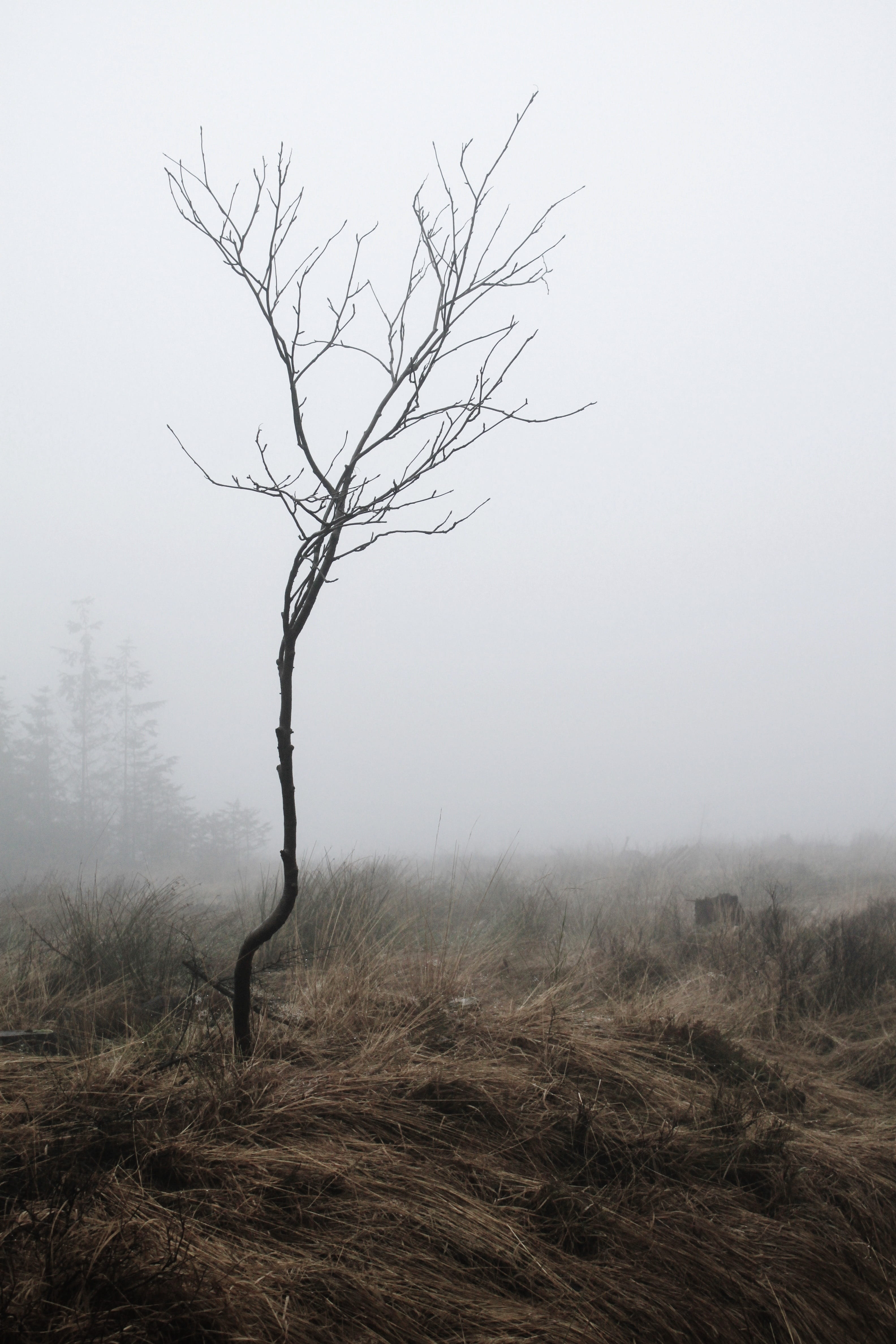 silent, swamp, meadow, tranquil scene, nature reserve, bare tree, tree, swampy, weather mood, environment, kahl, mood, atmosphere, moorland, dried, isolated, Phone HD Wallpaper