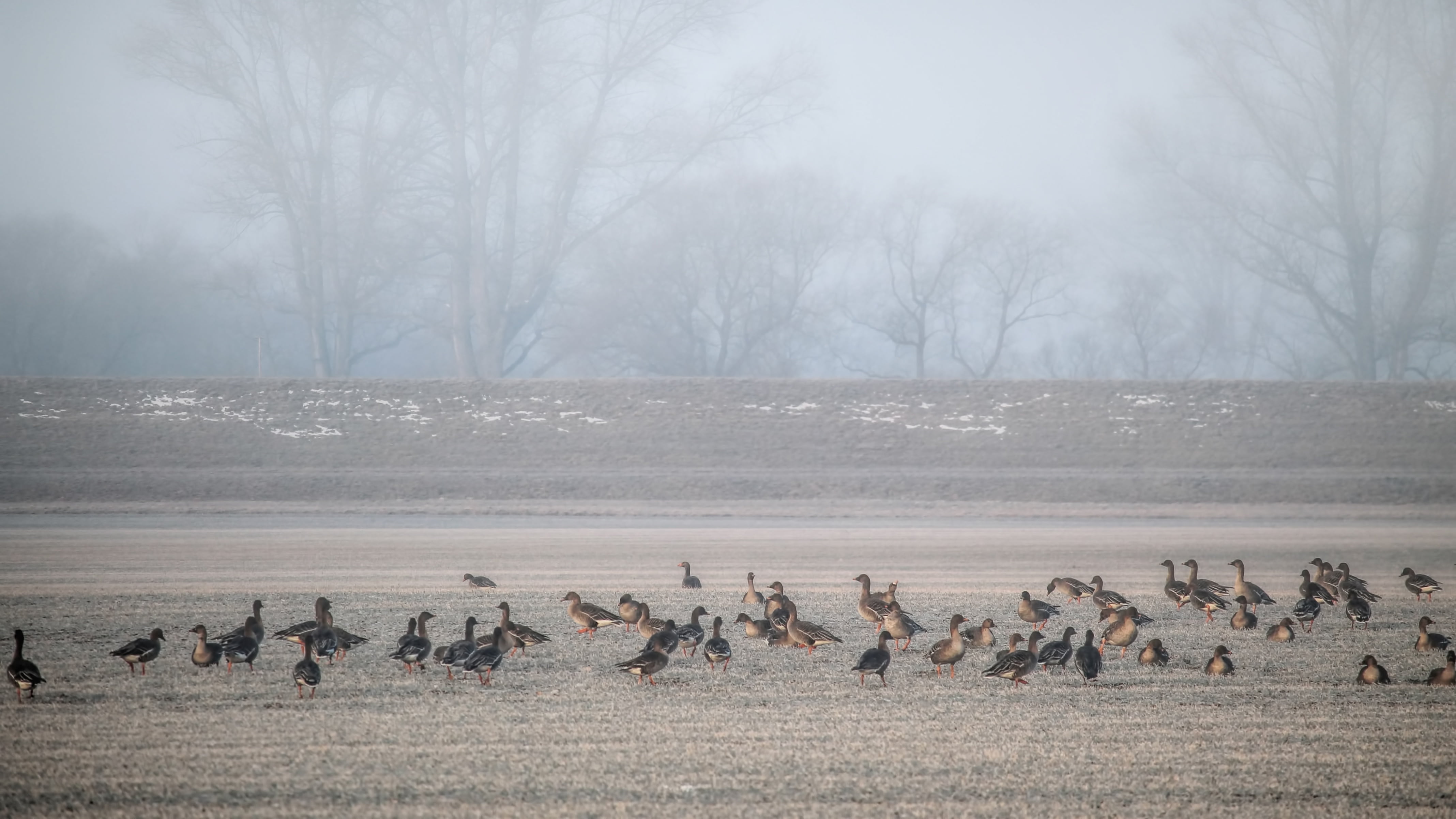 geese, cold, mammal, winter, landscape, group of animals, day, bird, fog, nature, no people, environment, frozen, land, wild geese, animals in the wild, HD Wallpaper
