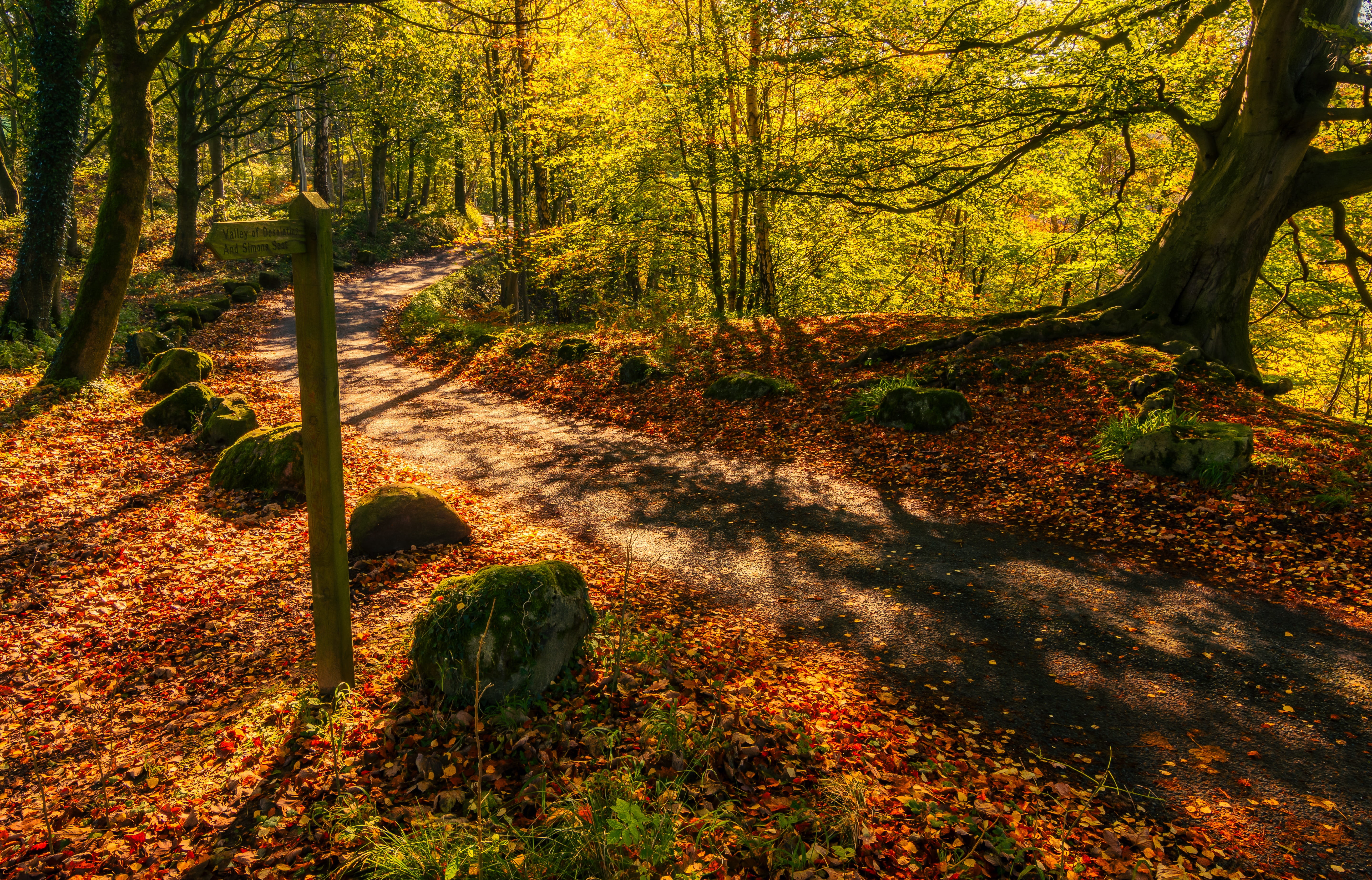 beautiful, tranquil, day, yorkshire, change, trees, green, tranquility, england, plant, autumn light, tree, no people, non-urban scene, scenics - nature, HD Wallpaper