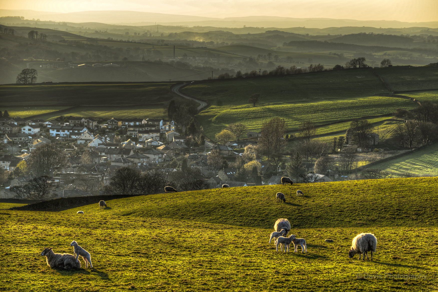 Sheep, lamb, Green  spring, grass field, 720P, Rural, grass, Sunset, outdoors, hill, landscapes, farm, near, green, mountain, North Yorkshire, agriculture, HD Wallpaper