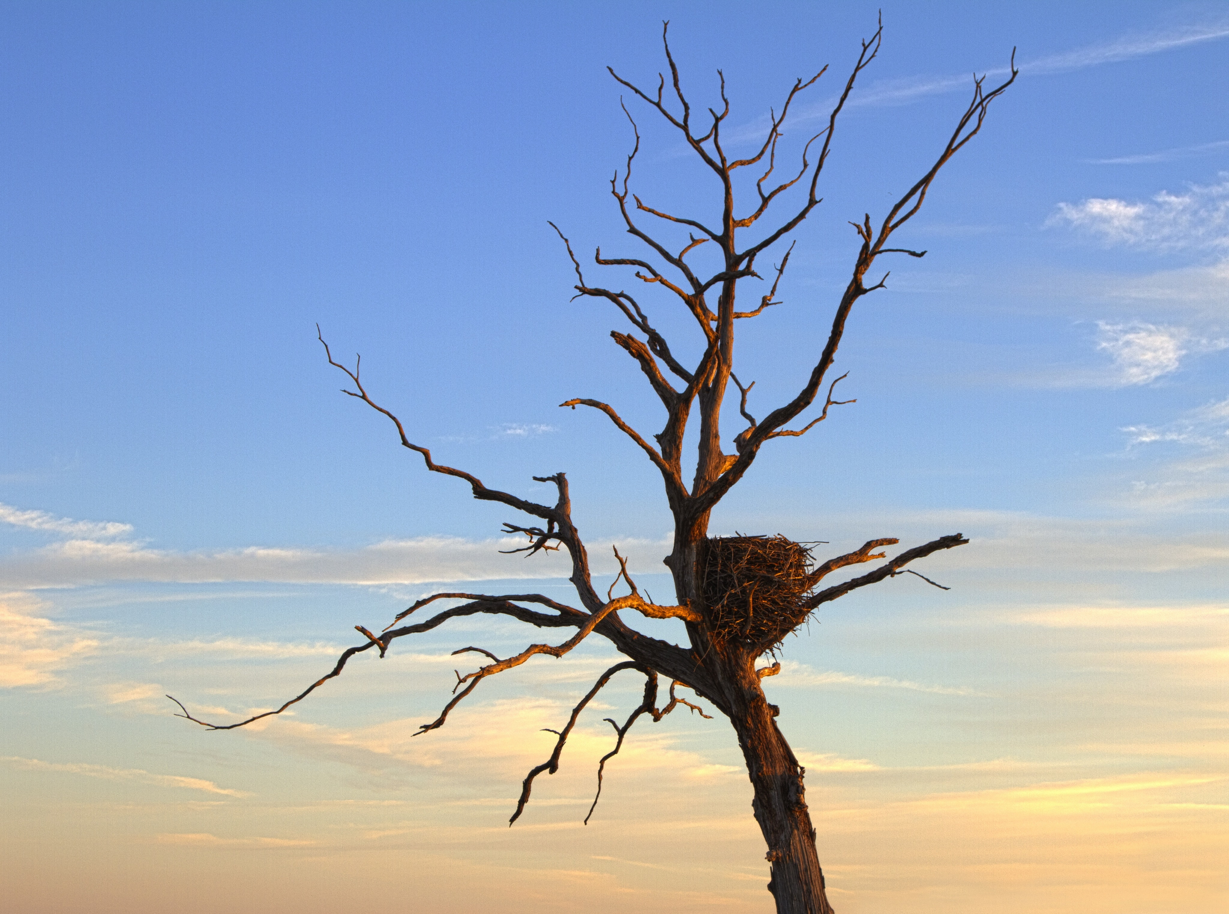 Clinton Lake, cloud - sky, dead plant, outdoors, Kansas, Nature, Eagle, beauty in nature, sunlight, s, bare tree, tranquility, sunset, Tree, no people, HD Wallpaper