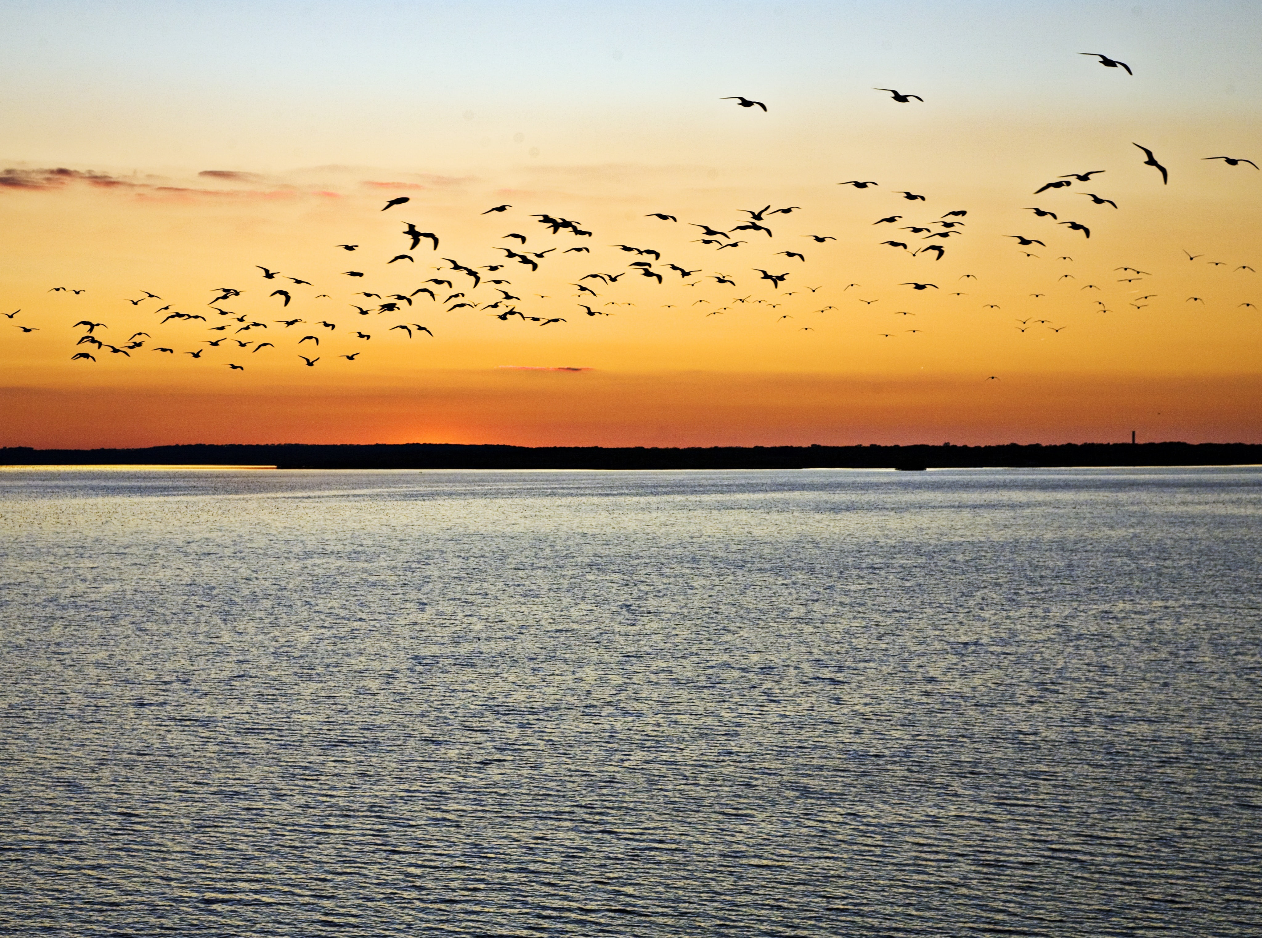 flock of birds, scenics - nature, flying, Scenery, Nature, animal themes, animal wildlife, vertebrate, no people, Seagulls, silhouette, outdoors, Sunset, HD Wallpaper