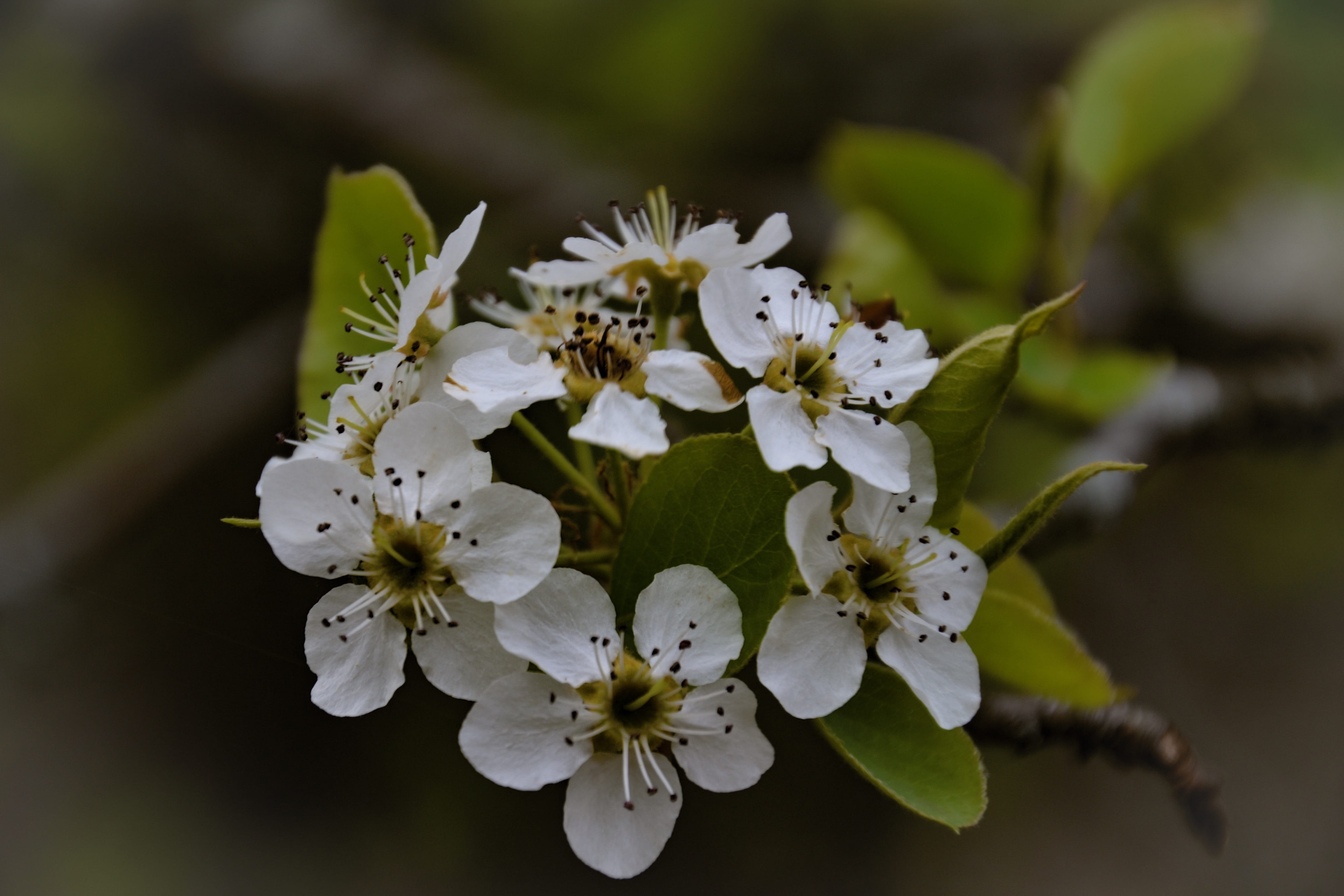 petal, clinton lake, morning, outdoors, background, early, spring, clinton, vulnerability, no people, nature, cherry blossom, desktop, flower, growth, kansas, HD Wallpaper