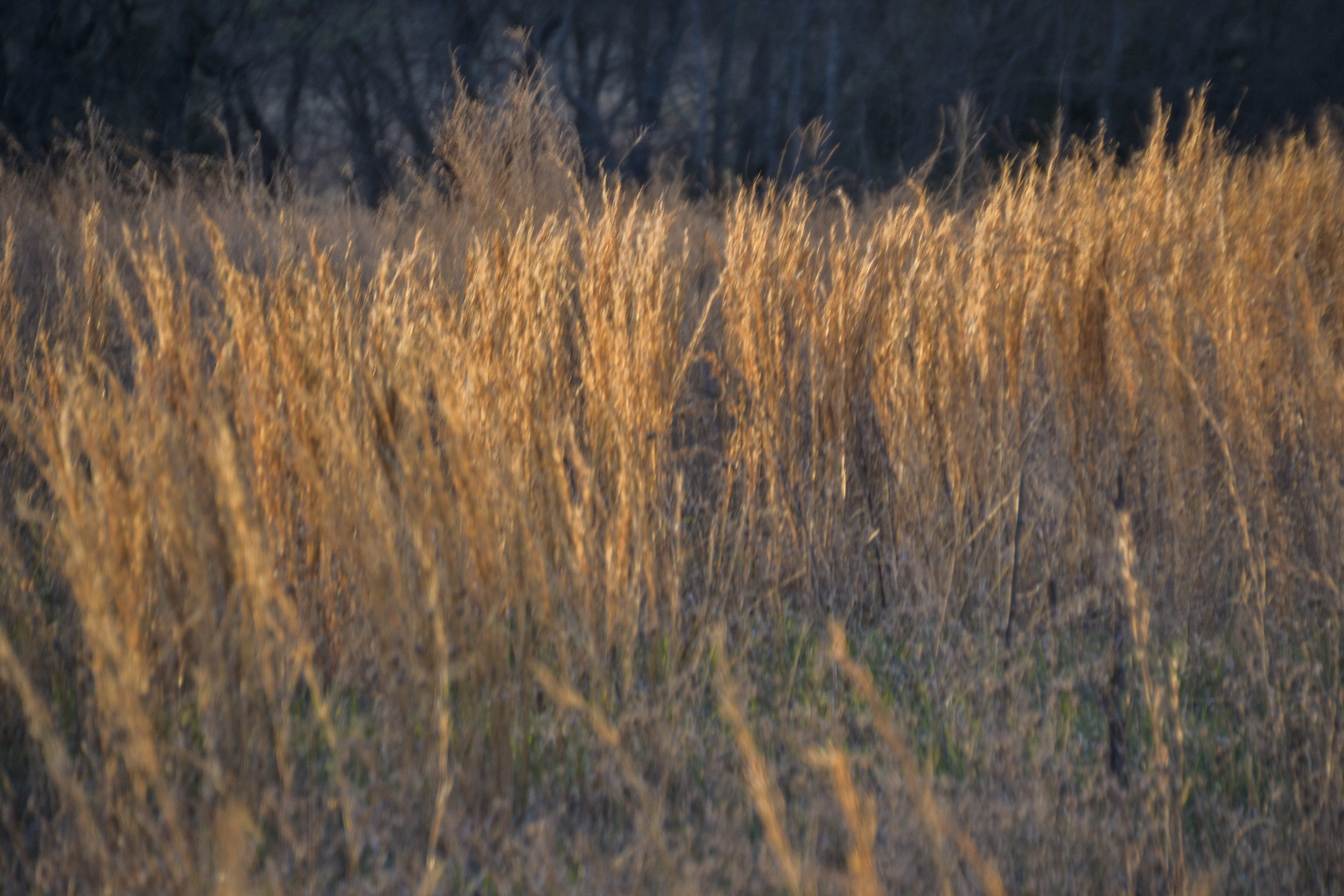 timothy grass, plant, backgrounds, beauty in nature, land, grass, panoramic, nature, natural, non-urban scene, nikon, forest, clinton lake, field, outdoors, HD Wallpaper