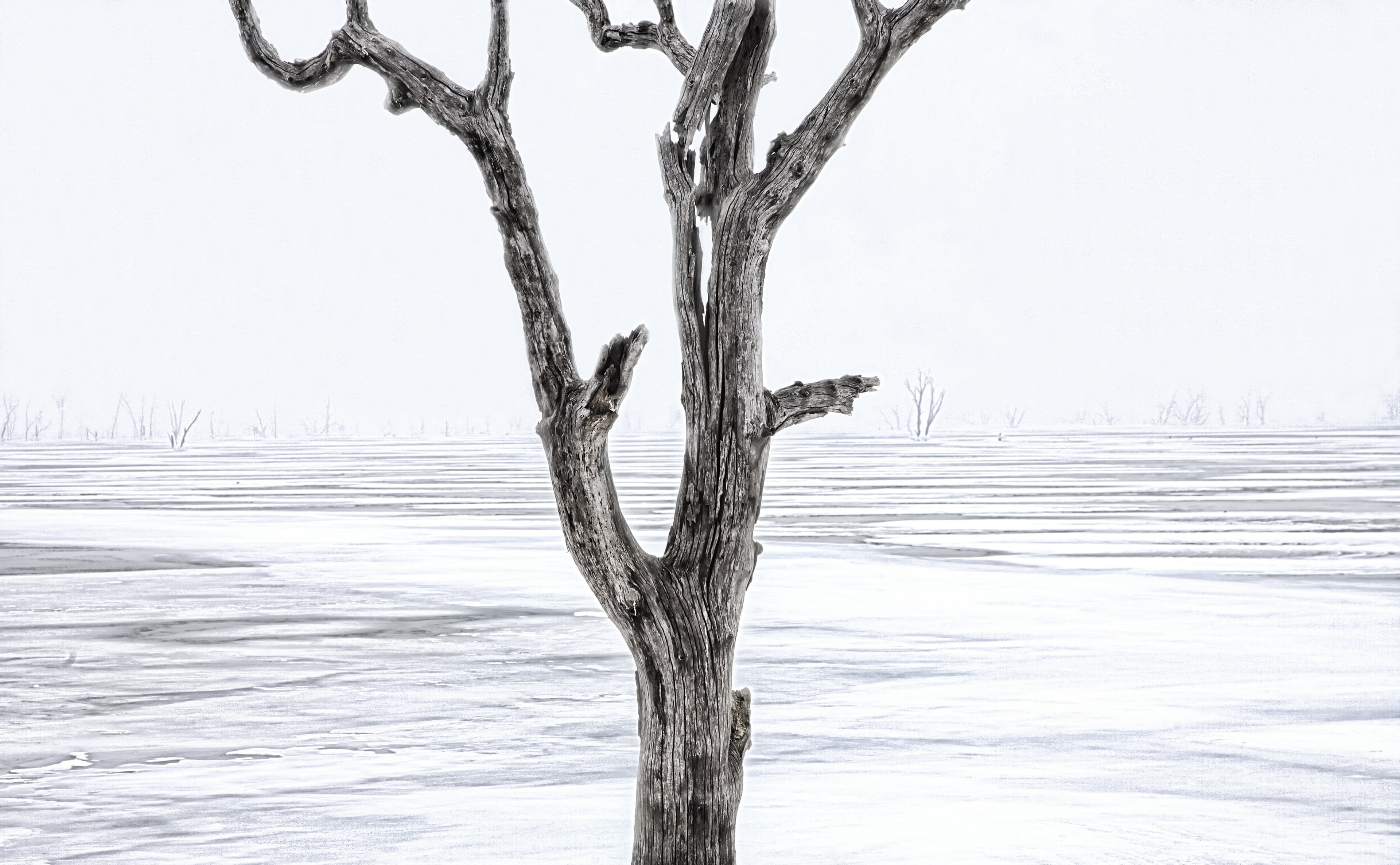 dead tree, Lake, tranquility, sky, bare tree, Winter, gray, no people, dead plant, snow, Clinton Lake, Travel, Scenery, outdoors, branch, 4K, tree trunk, HD Wallpaper
