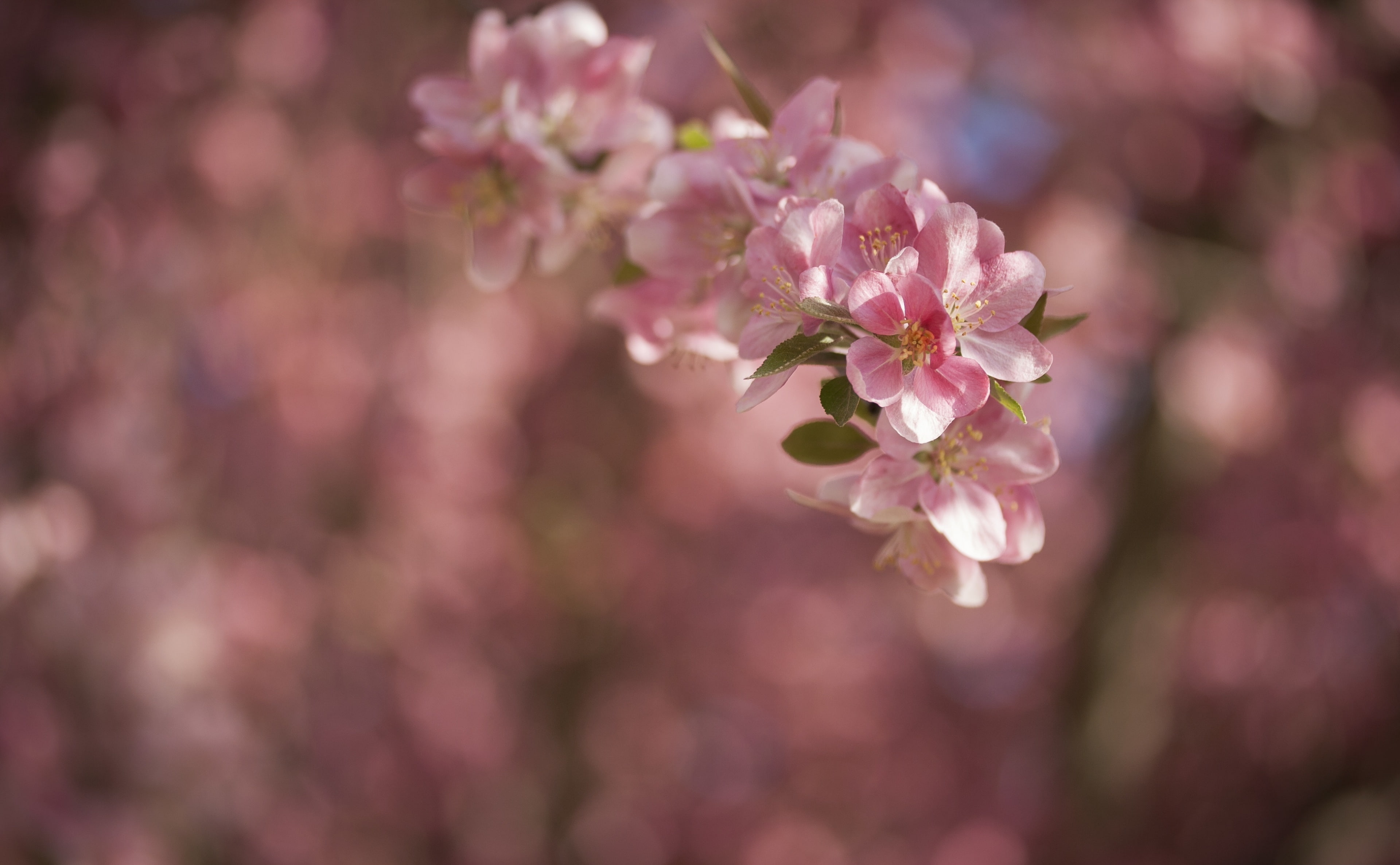 Kansas, Lawrence, outdoors, petal, nature, plant, Blossoms, Aero, close-up, Tree, pink color, flower, springtime, Flowers, Spring, fragility, Pink, flower head, HD Wallpaper
