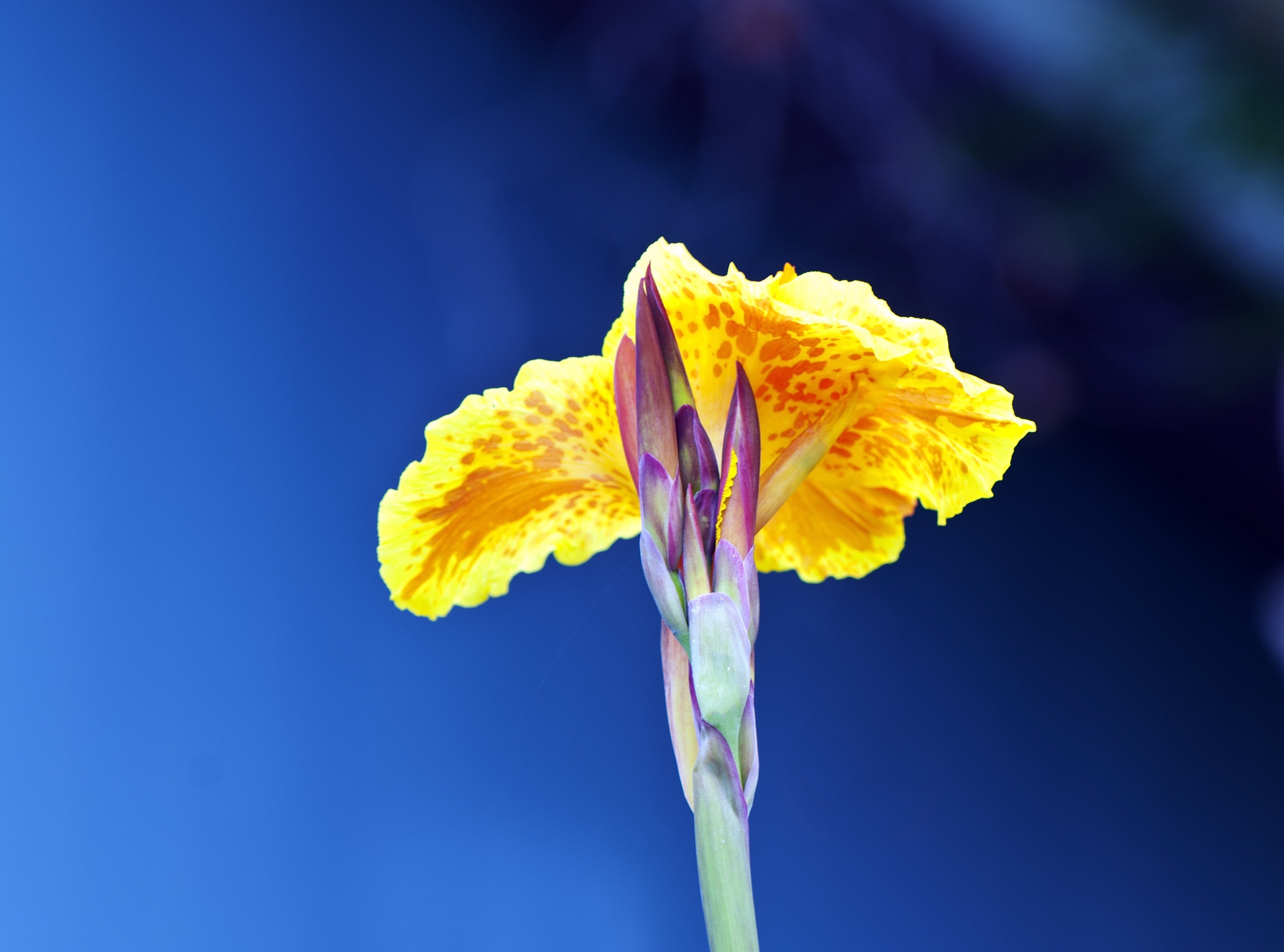 Travel, Nature, flower head, Macro, Blue, growth, focus on foreground, sepal, iris - plant, no people, Natural, Beauty, petal, Flower, freshness, fragility, HD Wallpaper