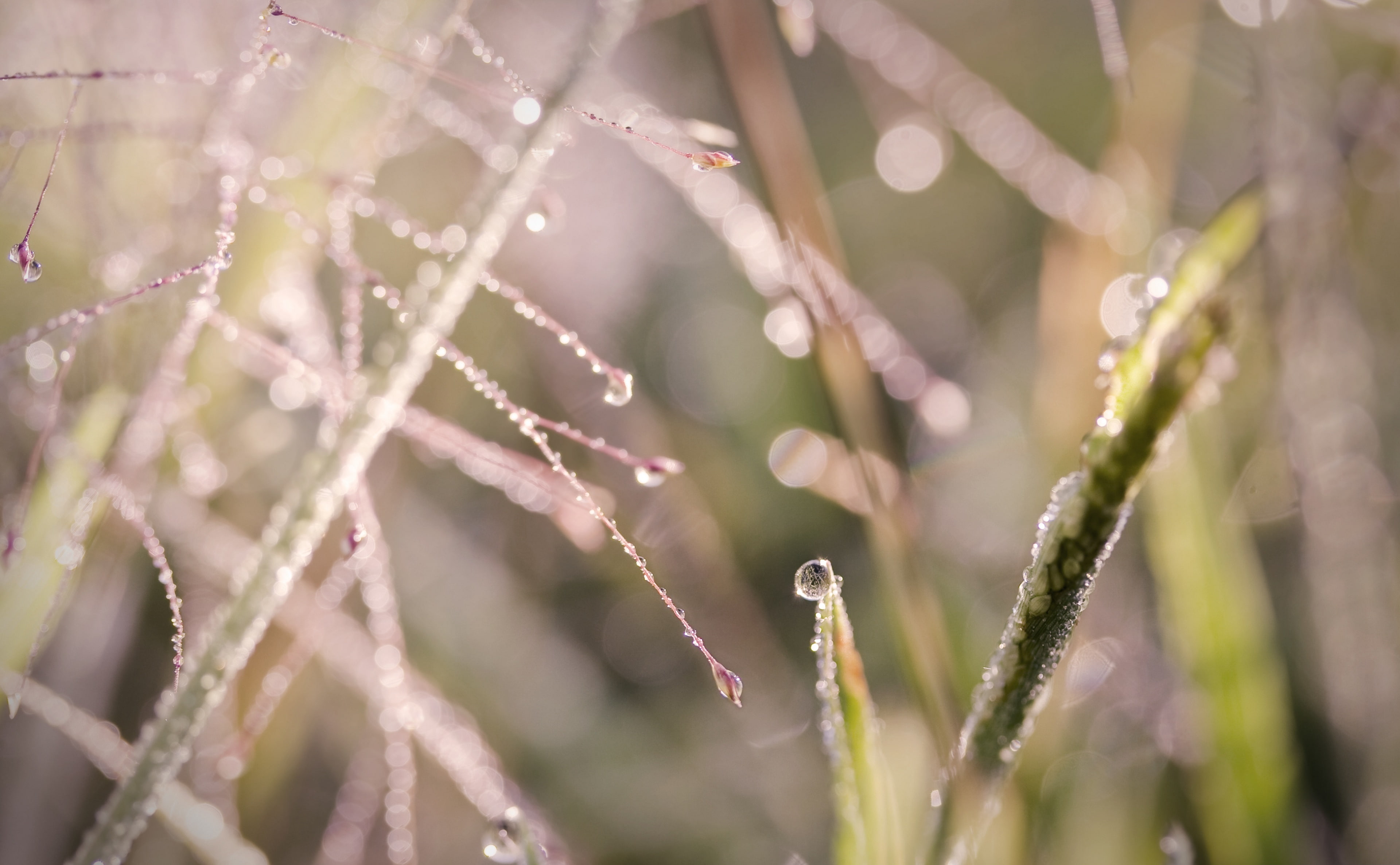 day, dew, Grass, nature, growth, outdoors, Delicate, plant, Lawrence, raindrop, selective focus, wet, Aero, close-up, Tiny, freshness, beauty in nature, HD Wallpaper