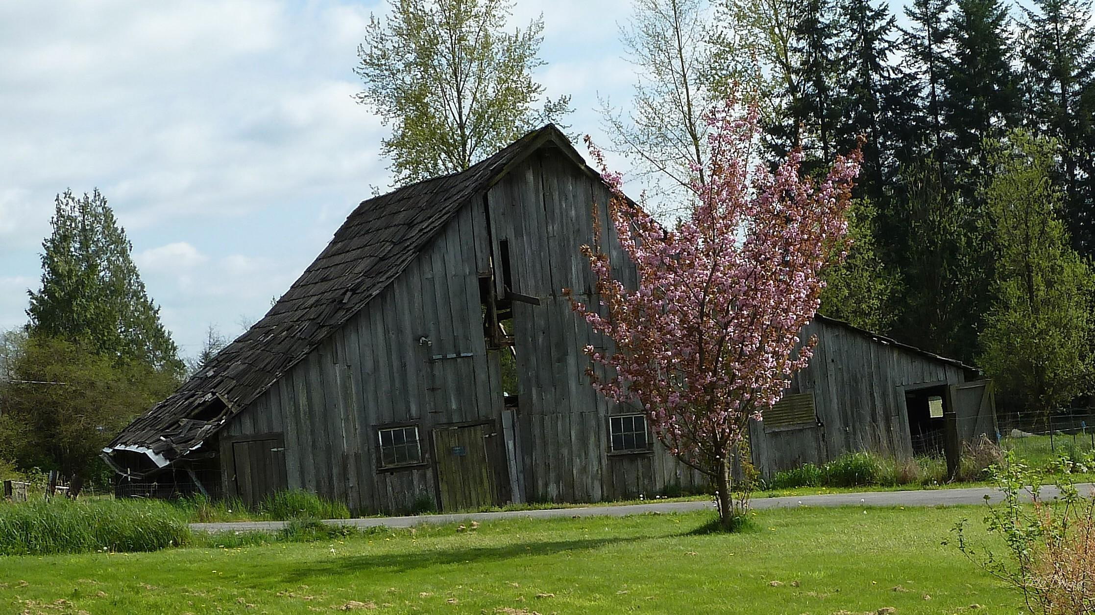 brown, pacific northwest, trees, firefox persona, flowering plum, 1080P, field, barn, spring, farming, grass, farm, shed, grey, HD Wallpaper