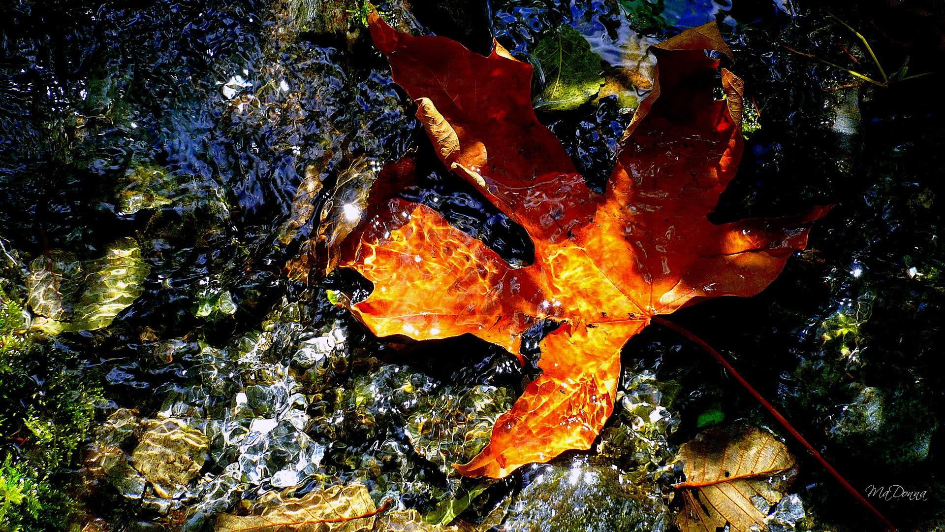 rocks, fall, firefox persona, sunshine, leaf, 1080P, water, pacific northwest, maple, floating, bright, HD Wallpaper