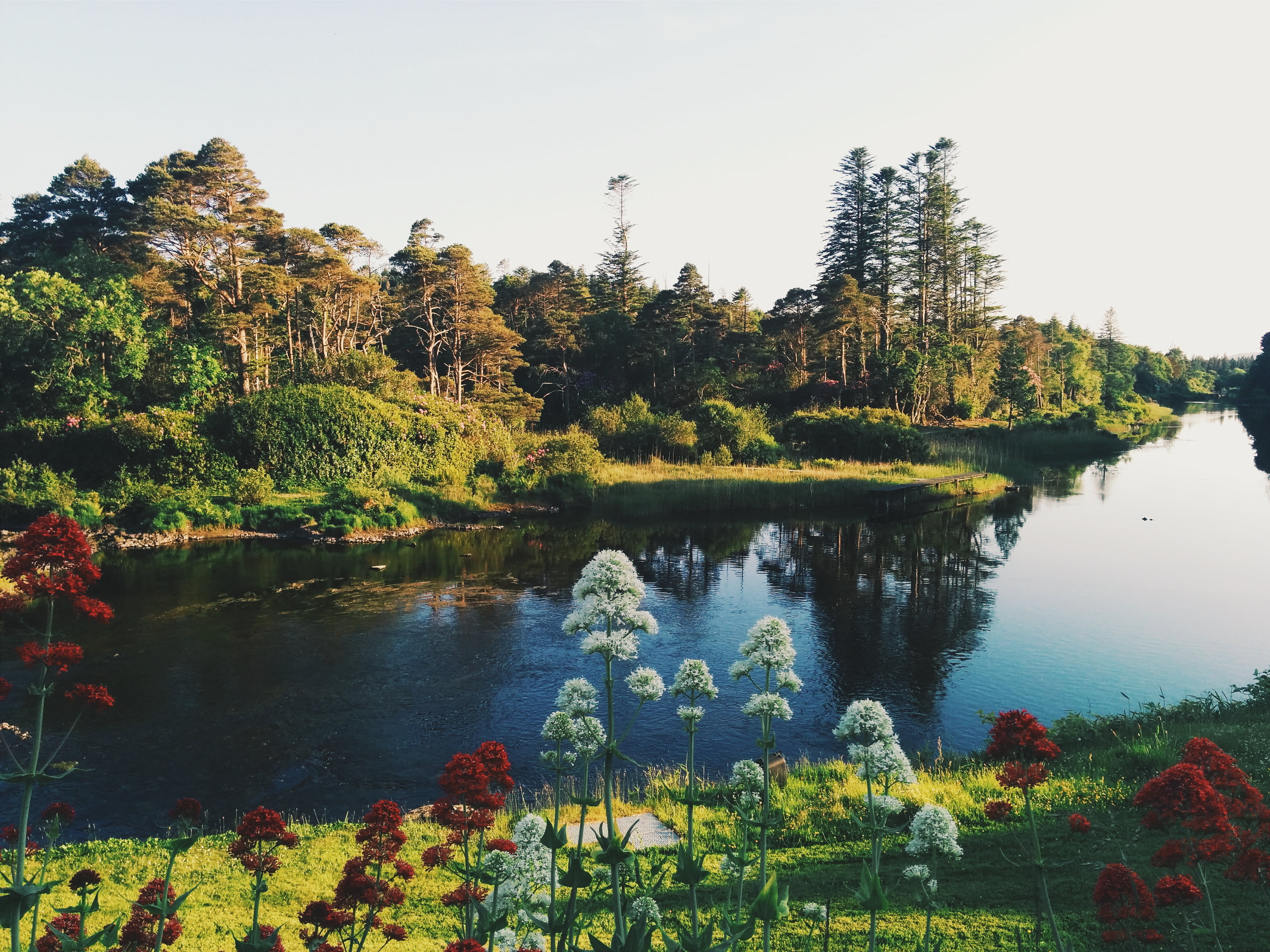 placid, reflection, growth, scenic, change, water, non-urban scene, 2K, plant, scenics - nature, autumn, lake, pond, landscape, flower, tree, trees, beauty in nature, HD Wallpaper