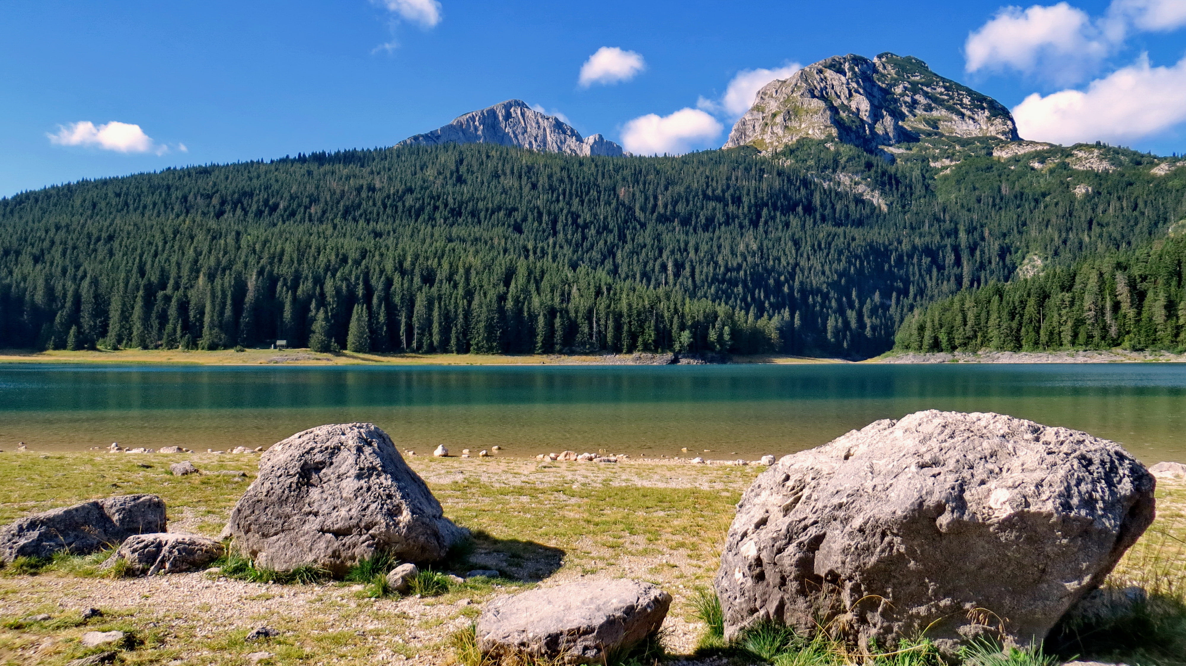 forest, tree, 4K, green Color, land, reflection, outdoors, tranquil scene, sky, coniferous tree, pine woodland, pine trees, clouds, nature photography, HD Wallpaper