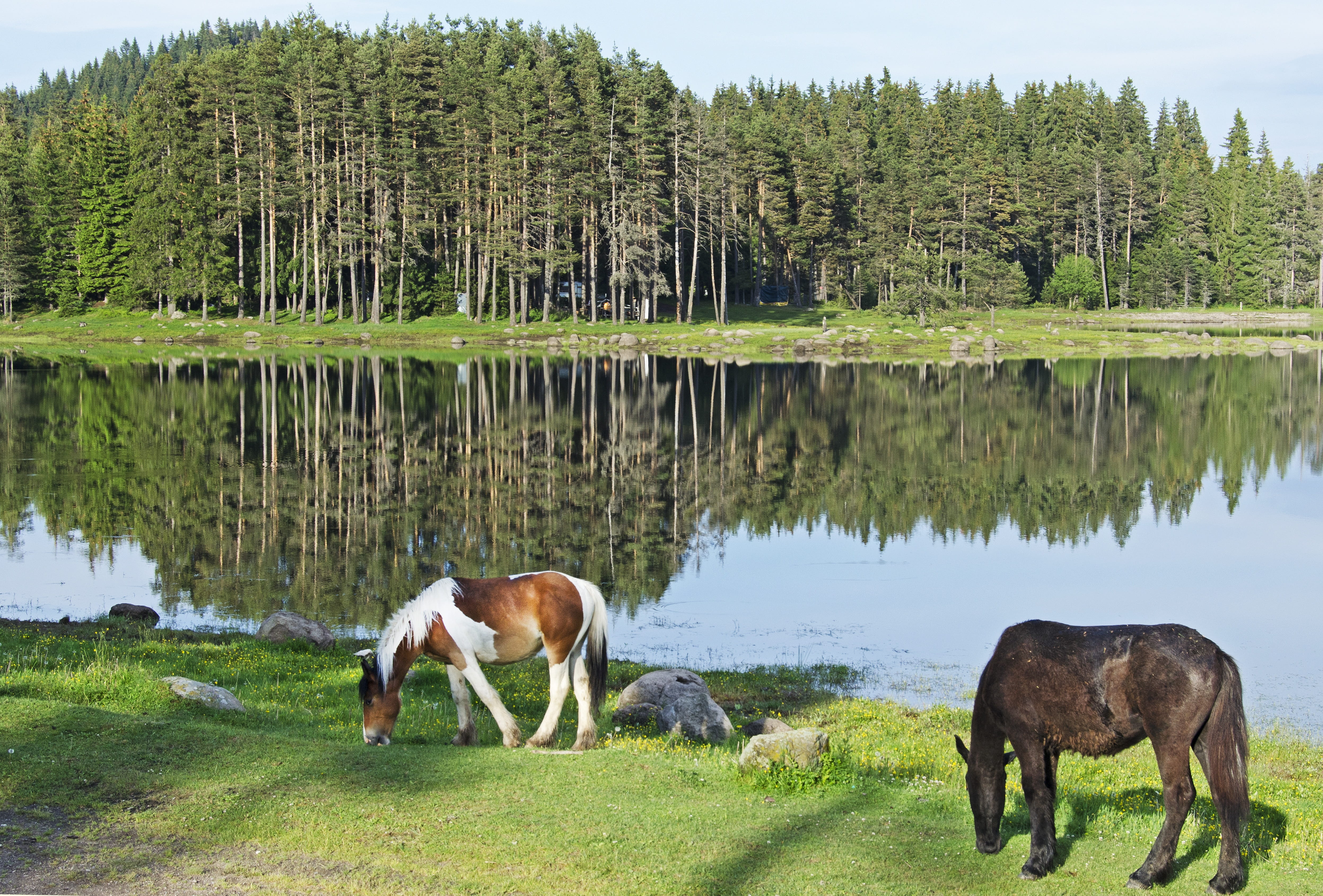vertebrate, lake, mammal, water, group of animals, grazing, domestic animals, paint horse, no people, reflection, animal themes, tree, horses, blue sky, HD Wallpaper