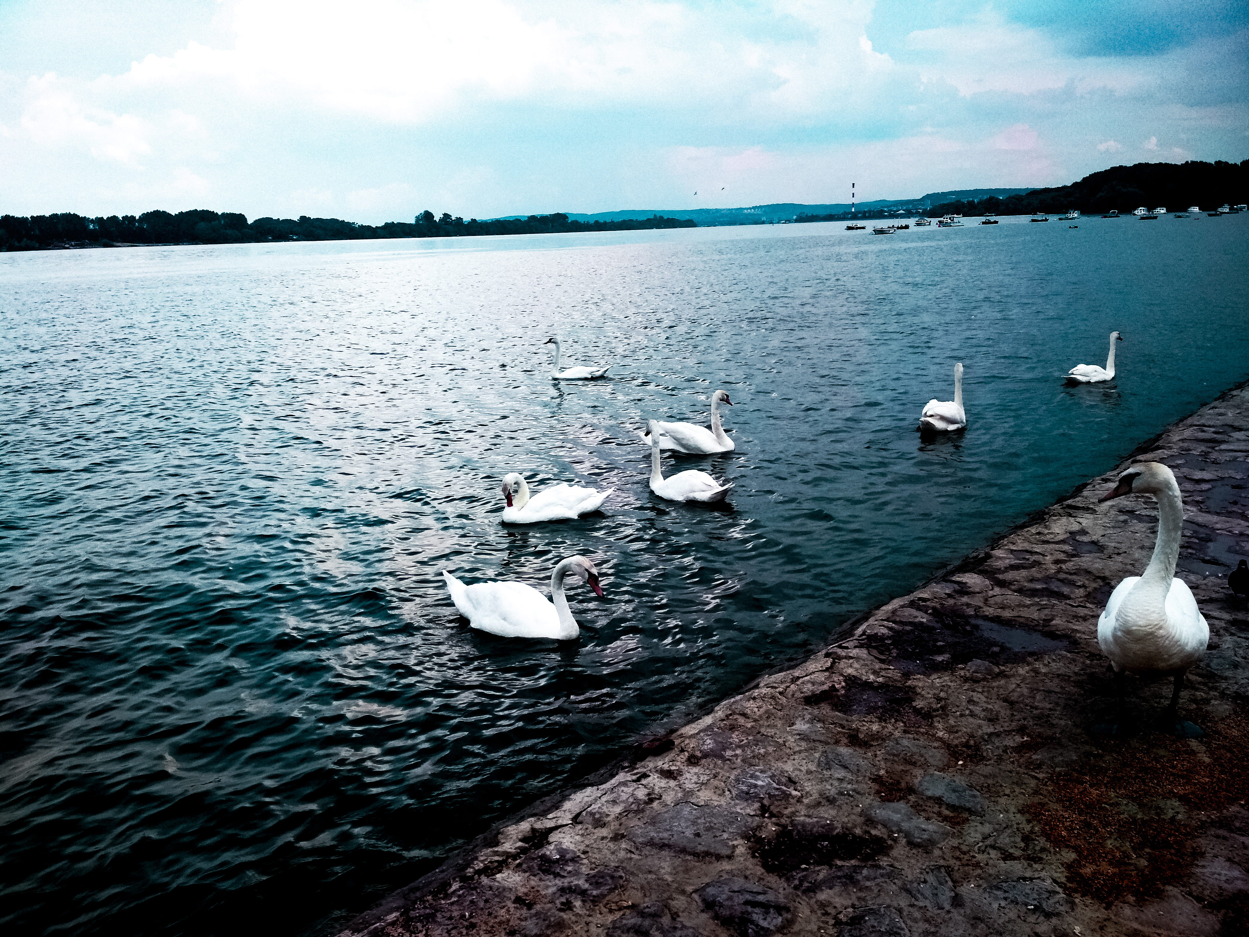 swans, animal themes, seagull, nature backgrounds, flock of birds, animal, river, no people, cloud - sky, nature, floating on water, HD Wallpaper