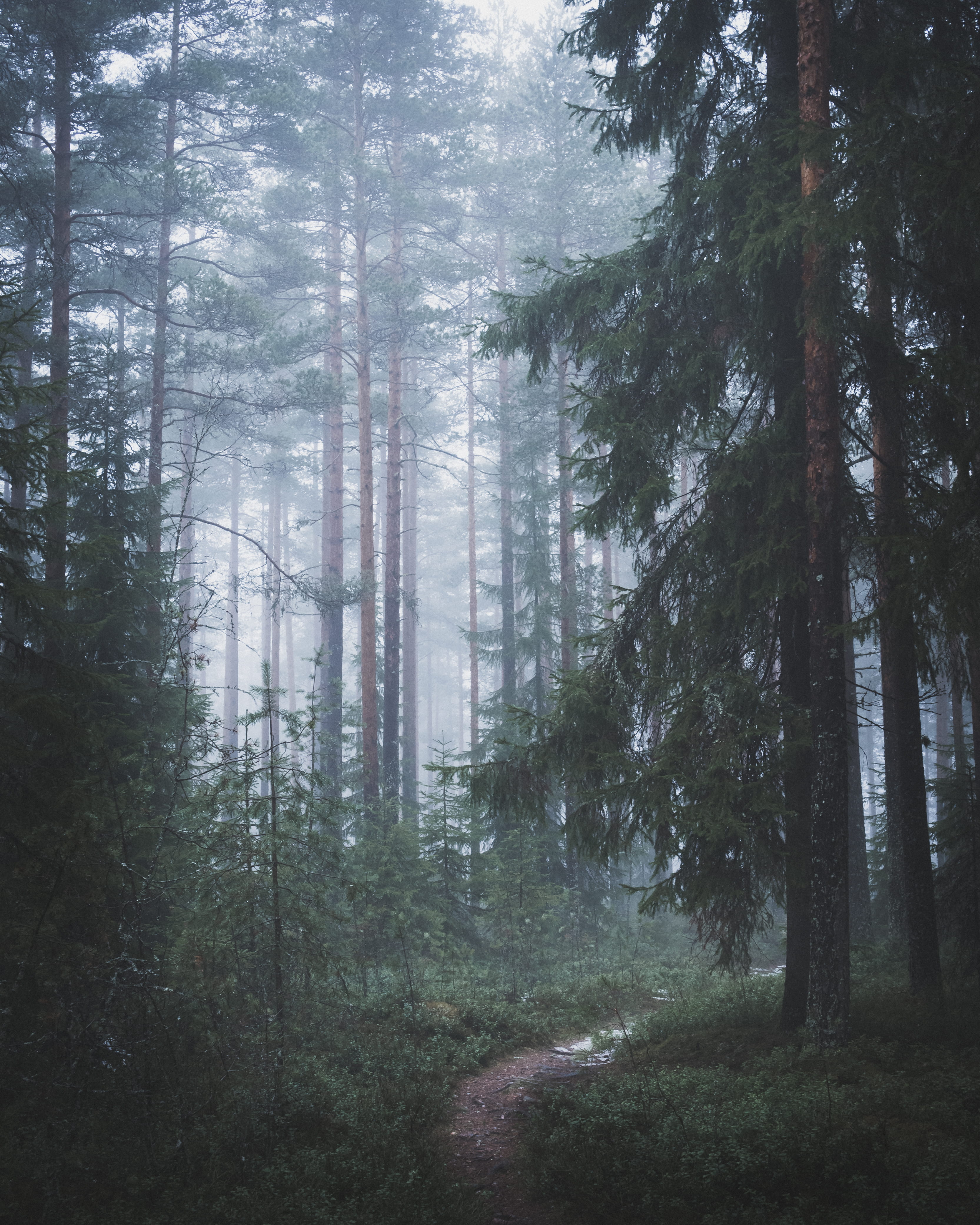 dark, hiking, tree, leaves, pathway, tranquil scene, scenics - nature, moody, walk, 4K, horror, non-urban scene, tree trunk, day, trunk, trees, nature, Phone HD Wallpaper