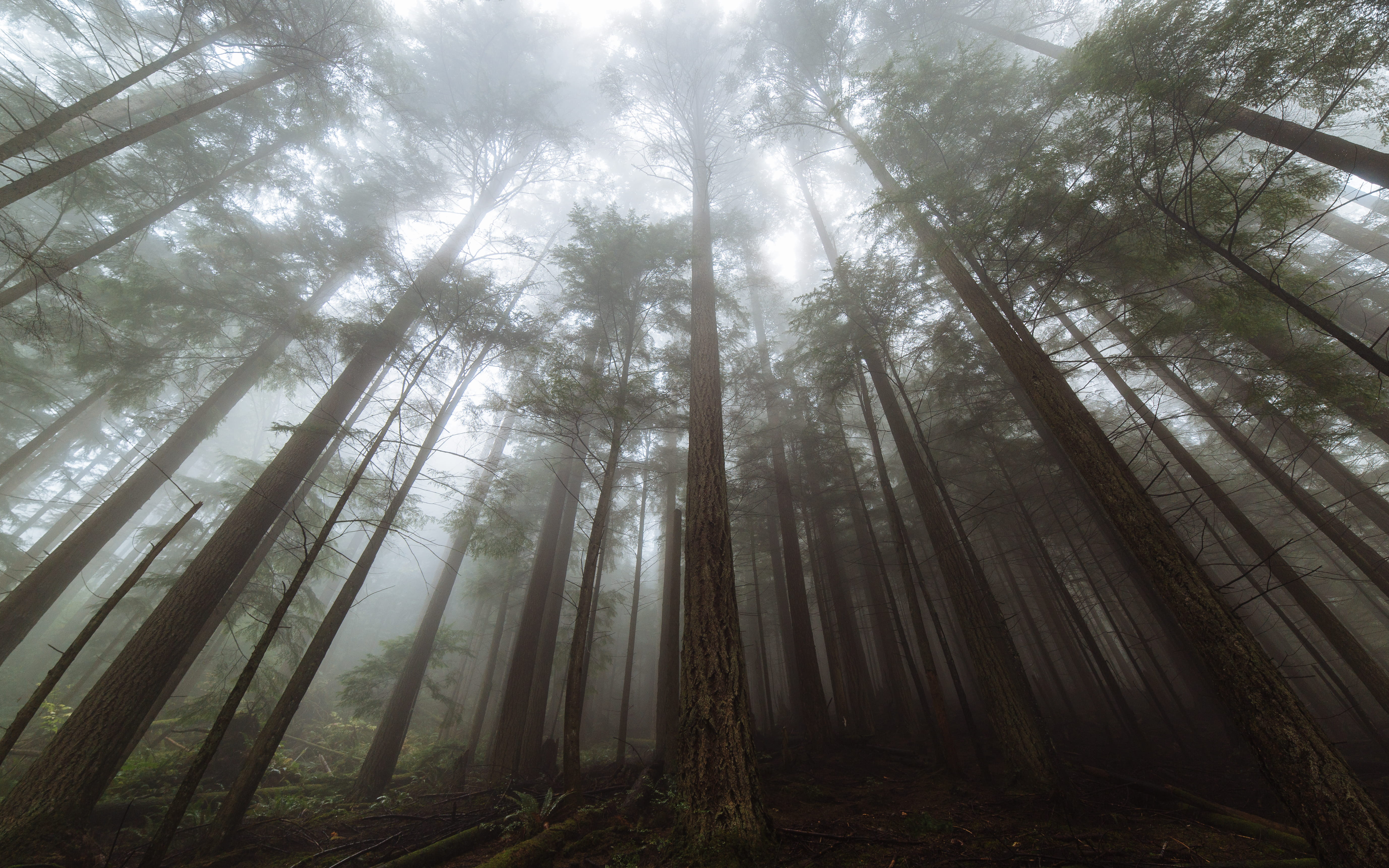 nature, foggy, scenics, light - Natural Phenomenon, washington state, leaf, green, fog, tree Trunk, morning, mysteriou, eye, mist, beauty In Nature, green Color, HD Wallpaper