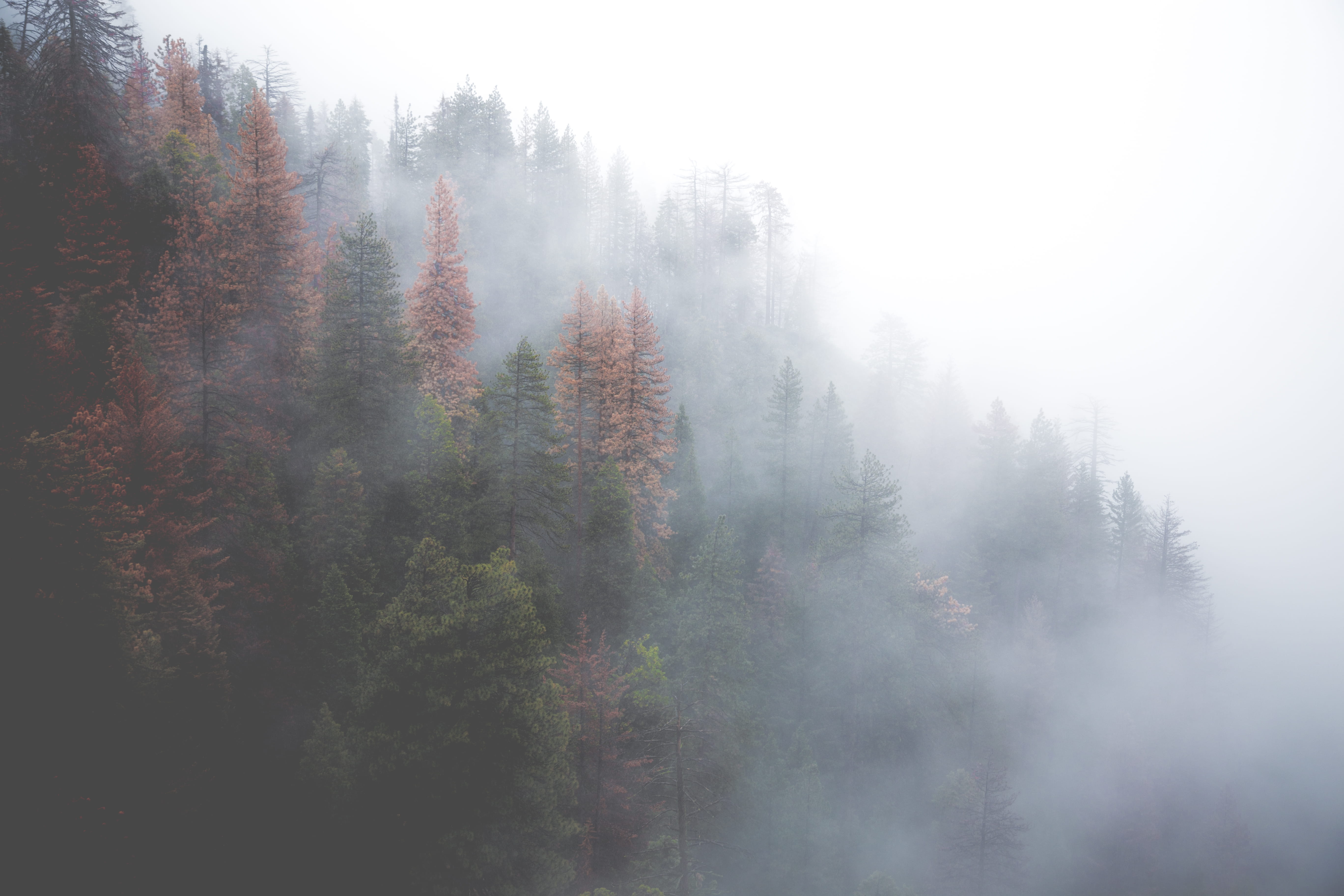 coniferous tree, trees, green, environment, evergreen tree, autumn, pine Tree, pine, no people, hazy, tree, weather, woodland, cloud, land, morning, outdoors, HD Wallpaper